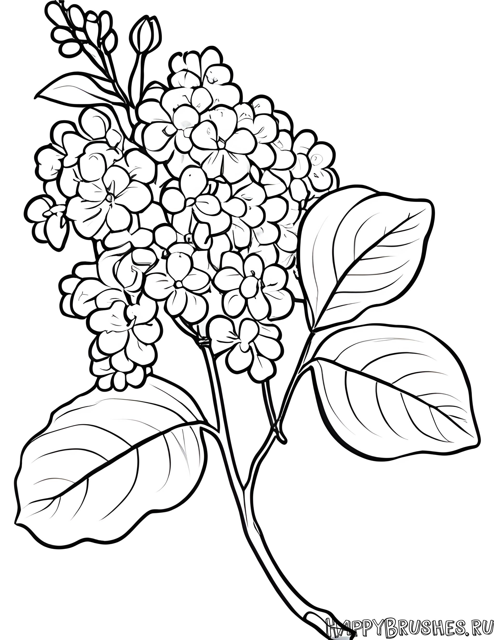 Раскраска Сирень 12