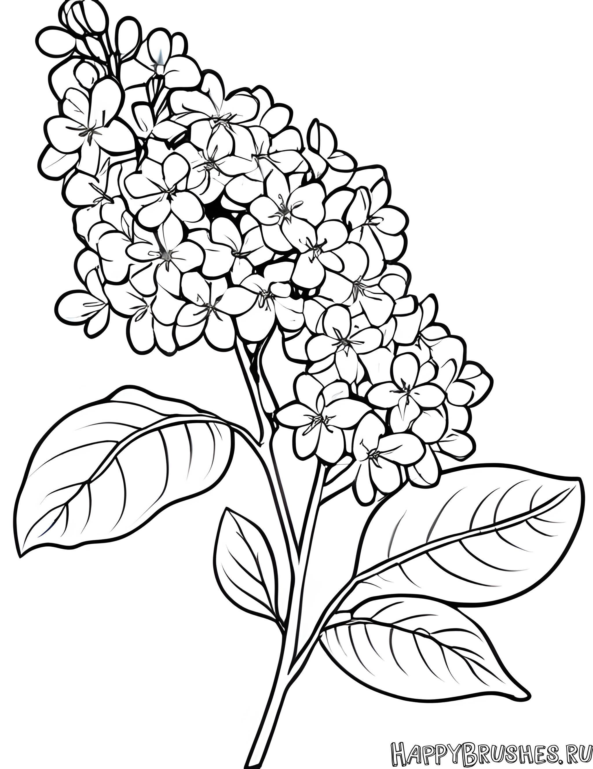 Раскраска Сирень 14