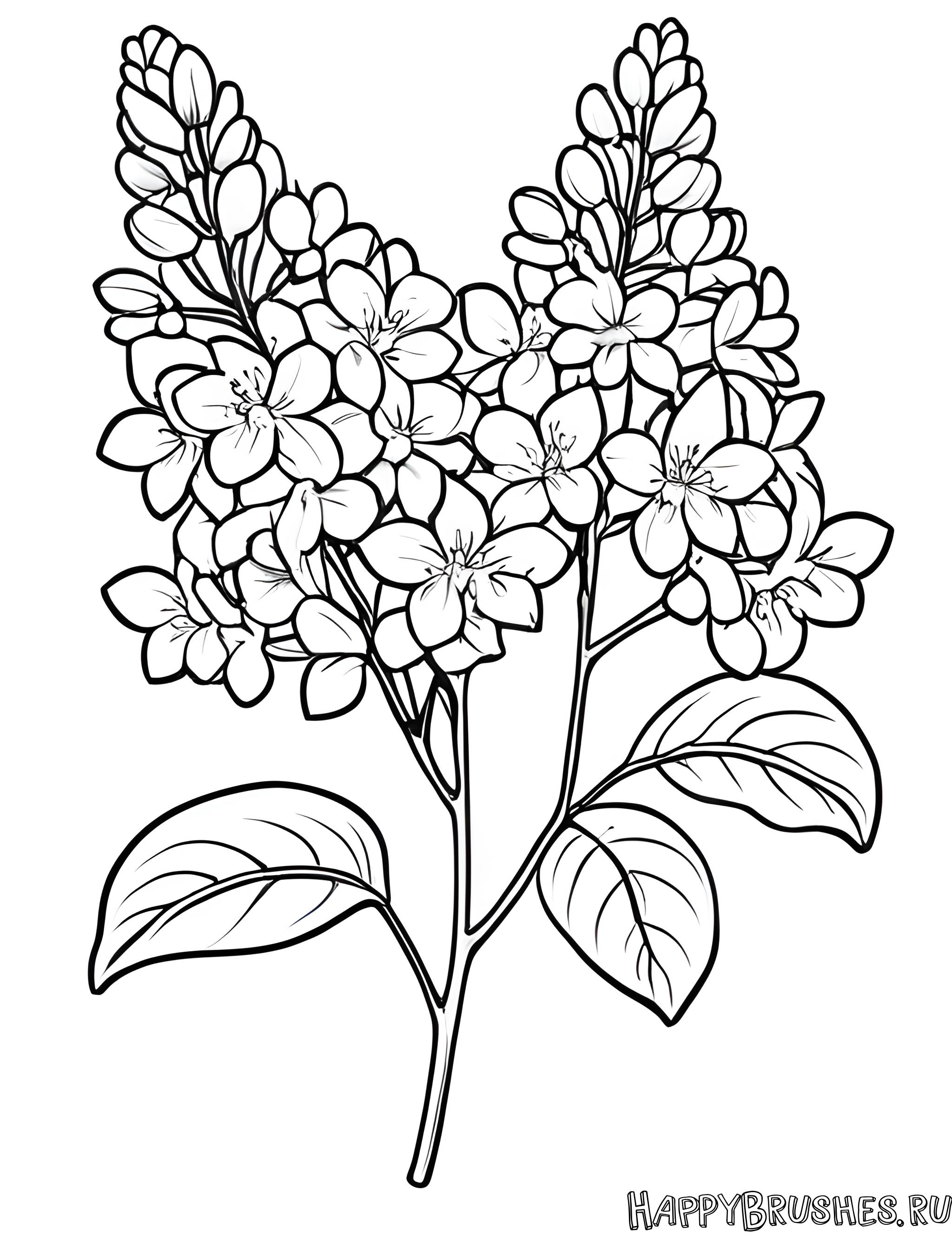 Раскраска Сирень 16
