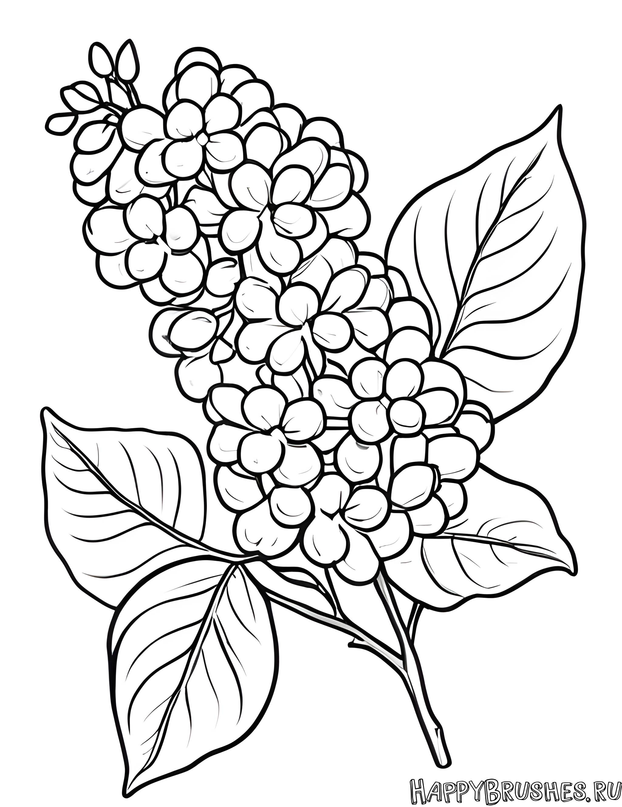 Раскраска Сирень 19