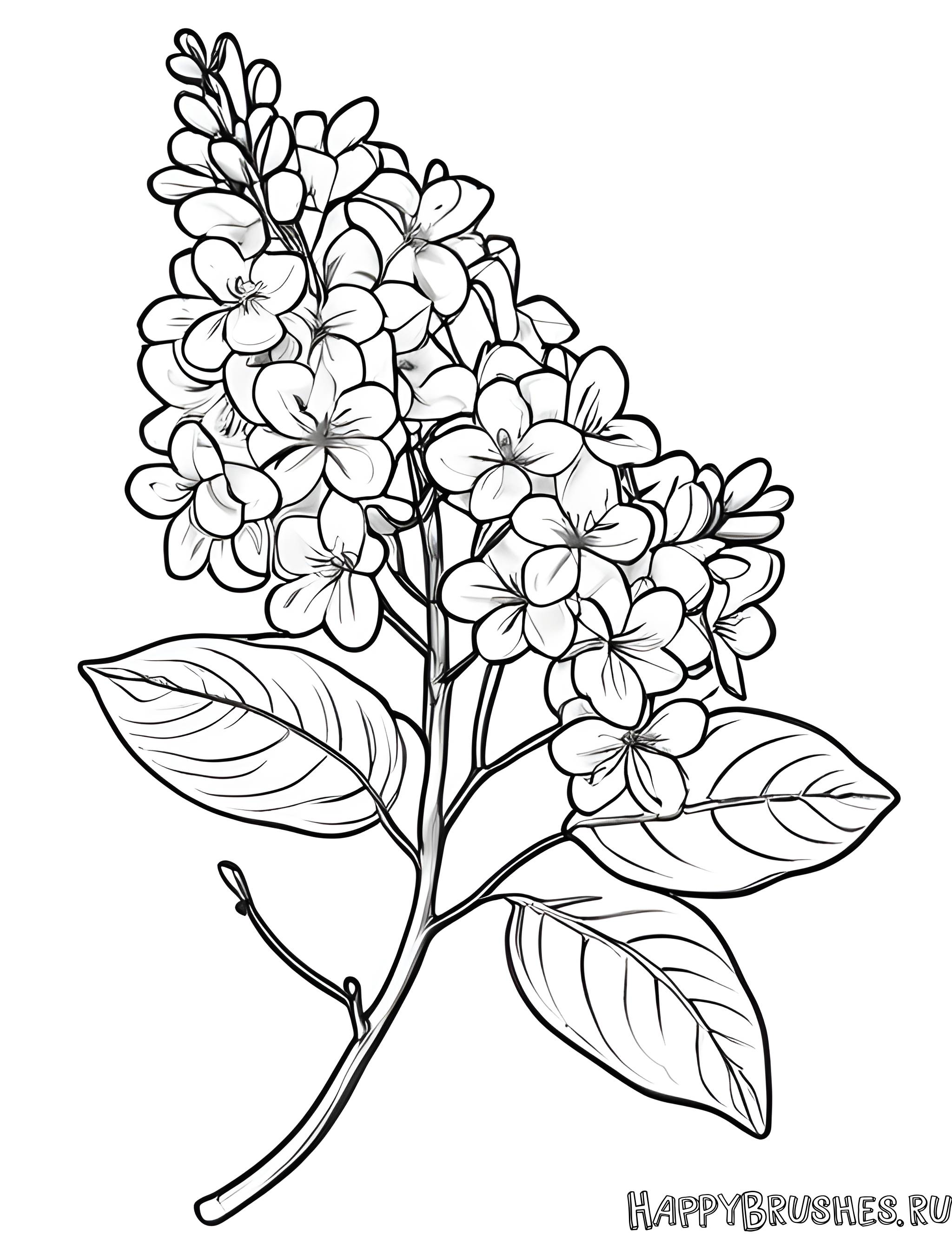 Раскраска Сирень 20
