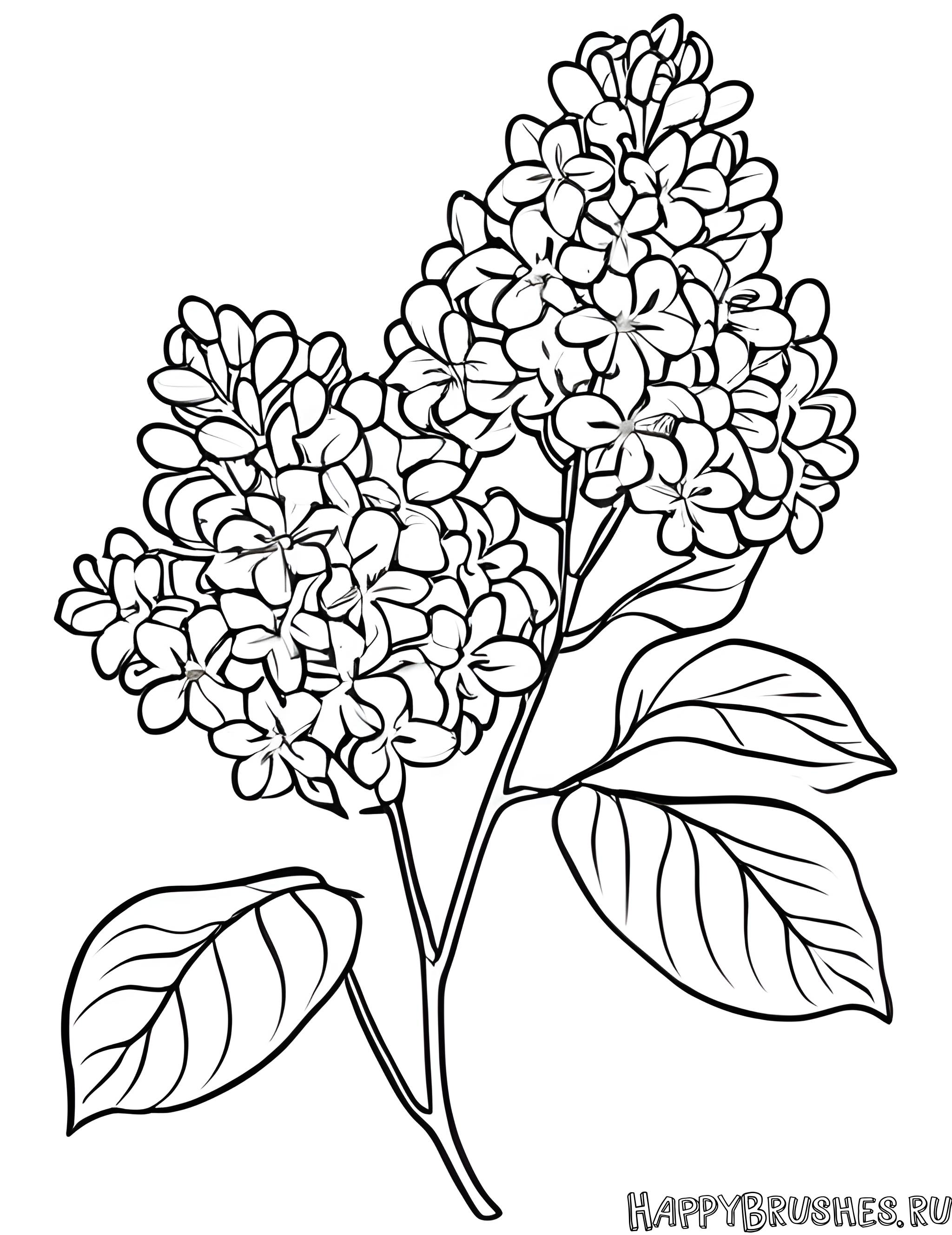 Раскраска Сирень 21