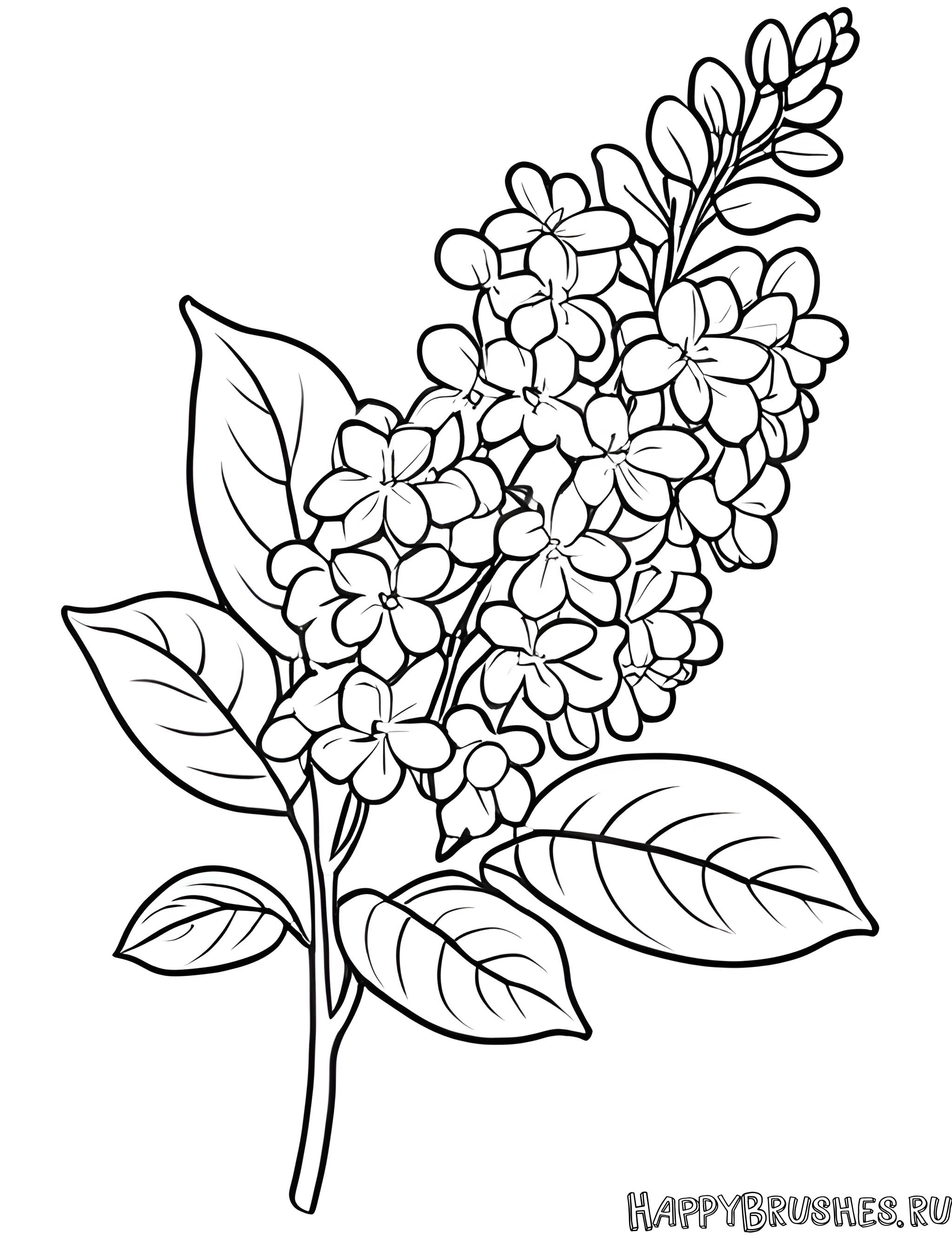 Раскраска Сирень 22