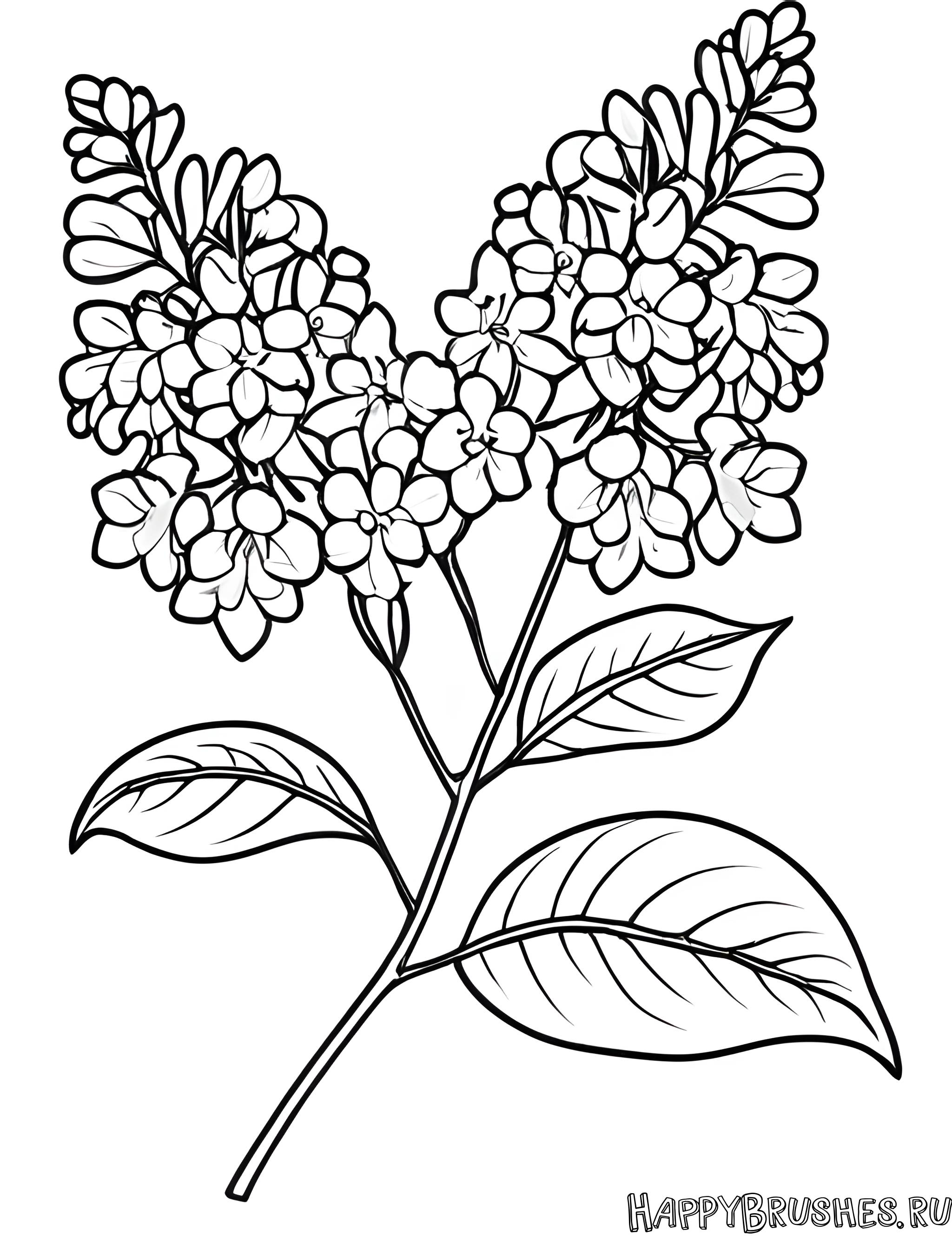 Раскраска Сирень 24