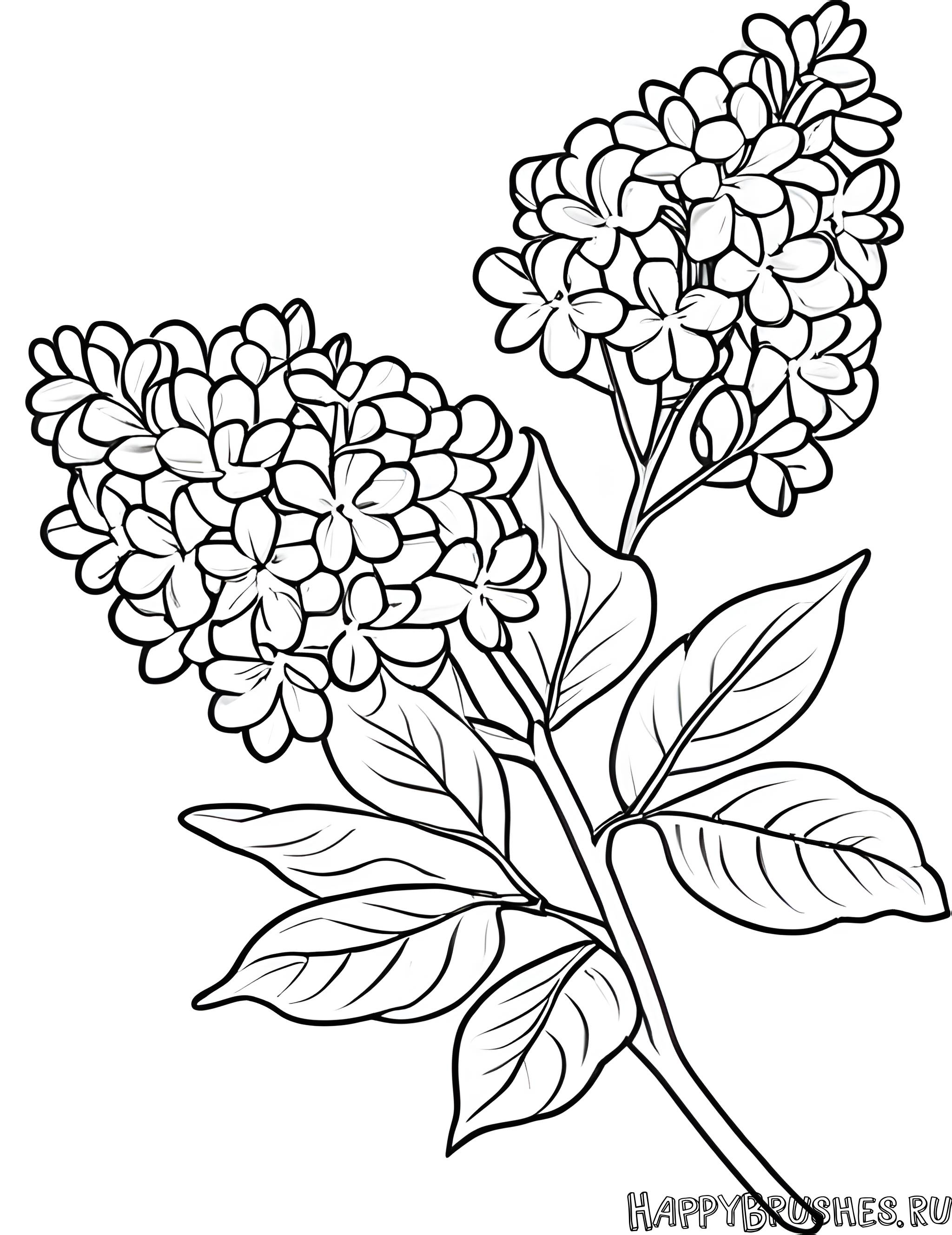 Раскраска Сирень 25