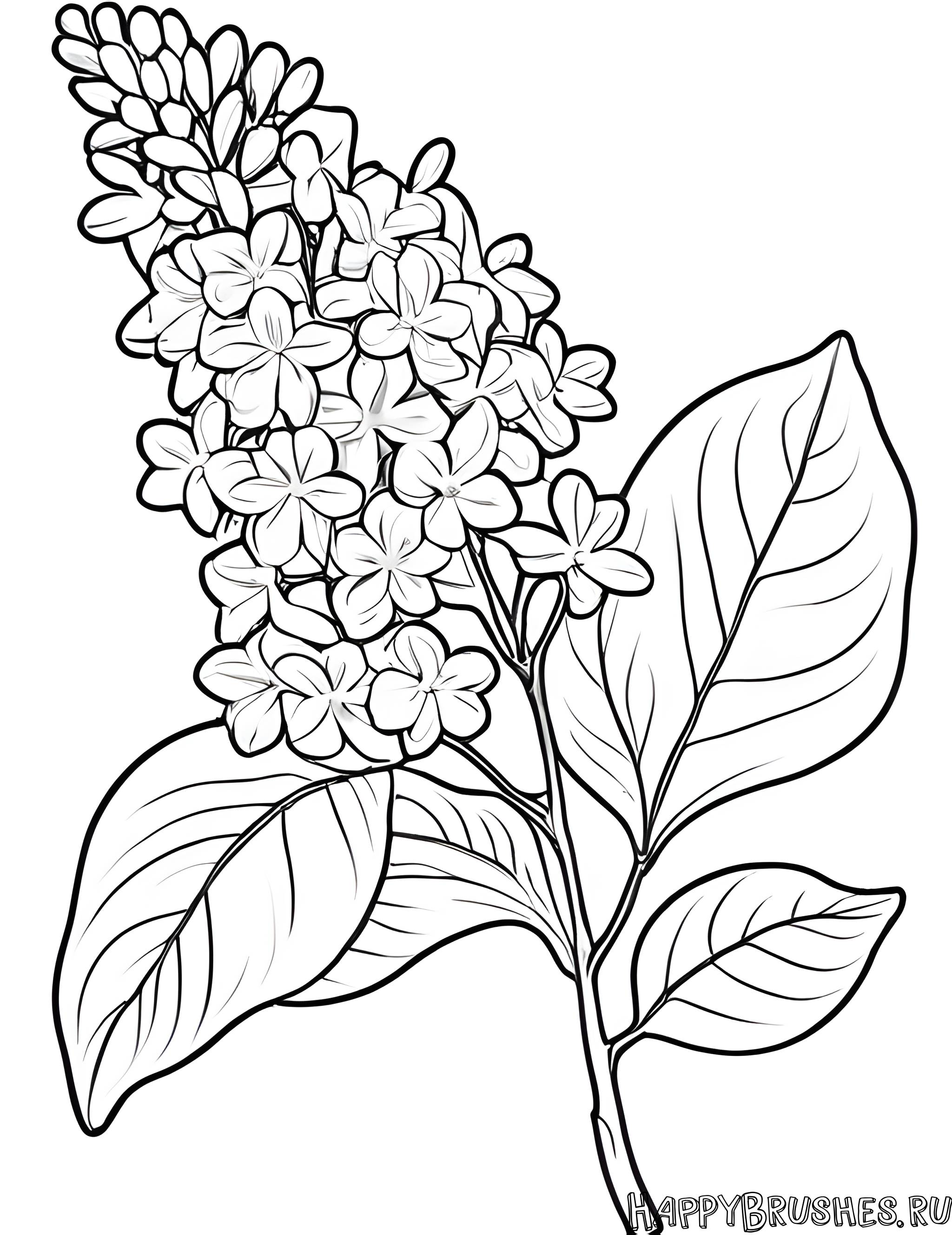 Раскраска Сирень 27