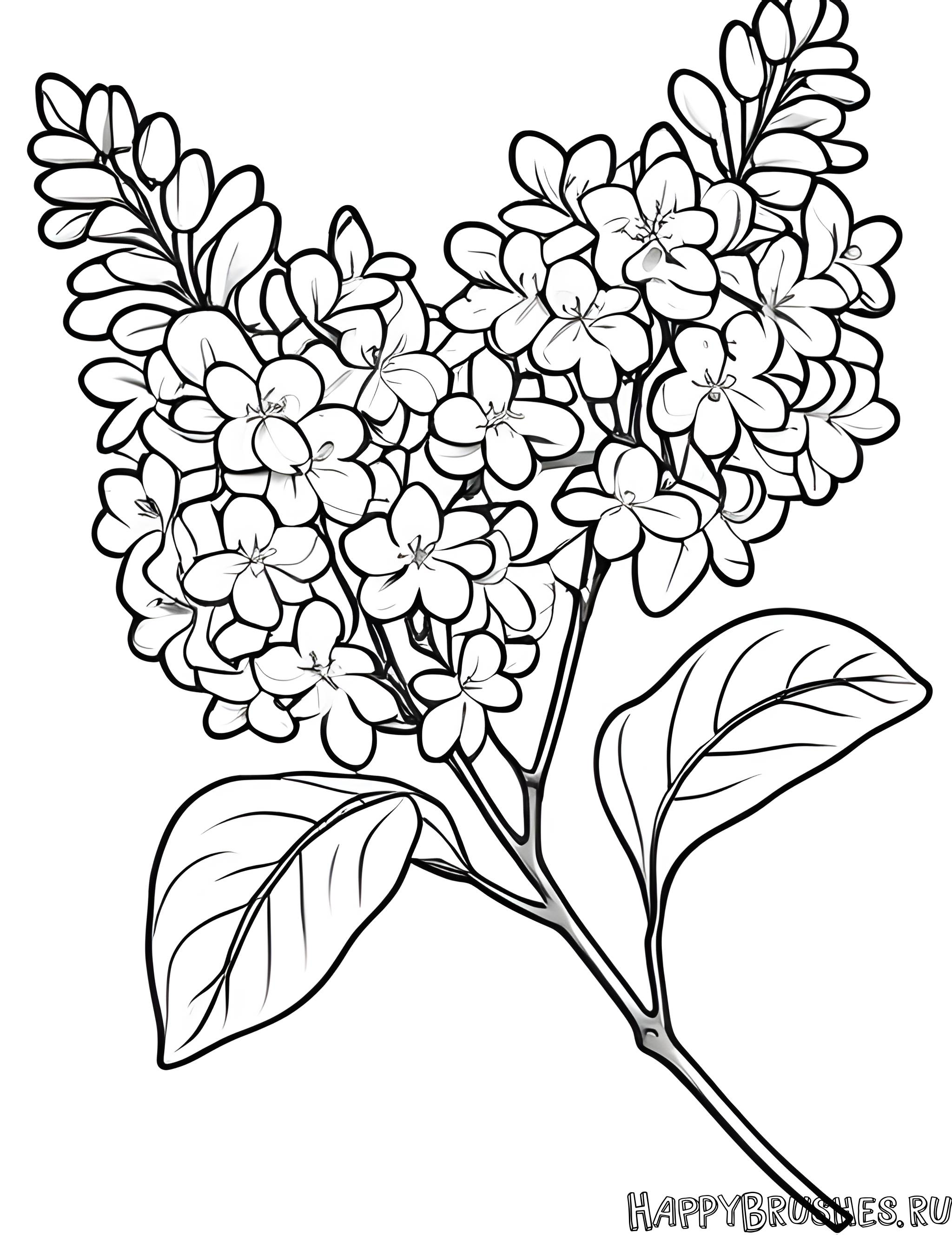 Раскраска Сирень 30