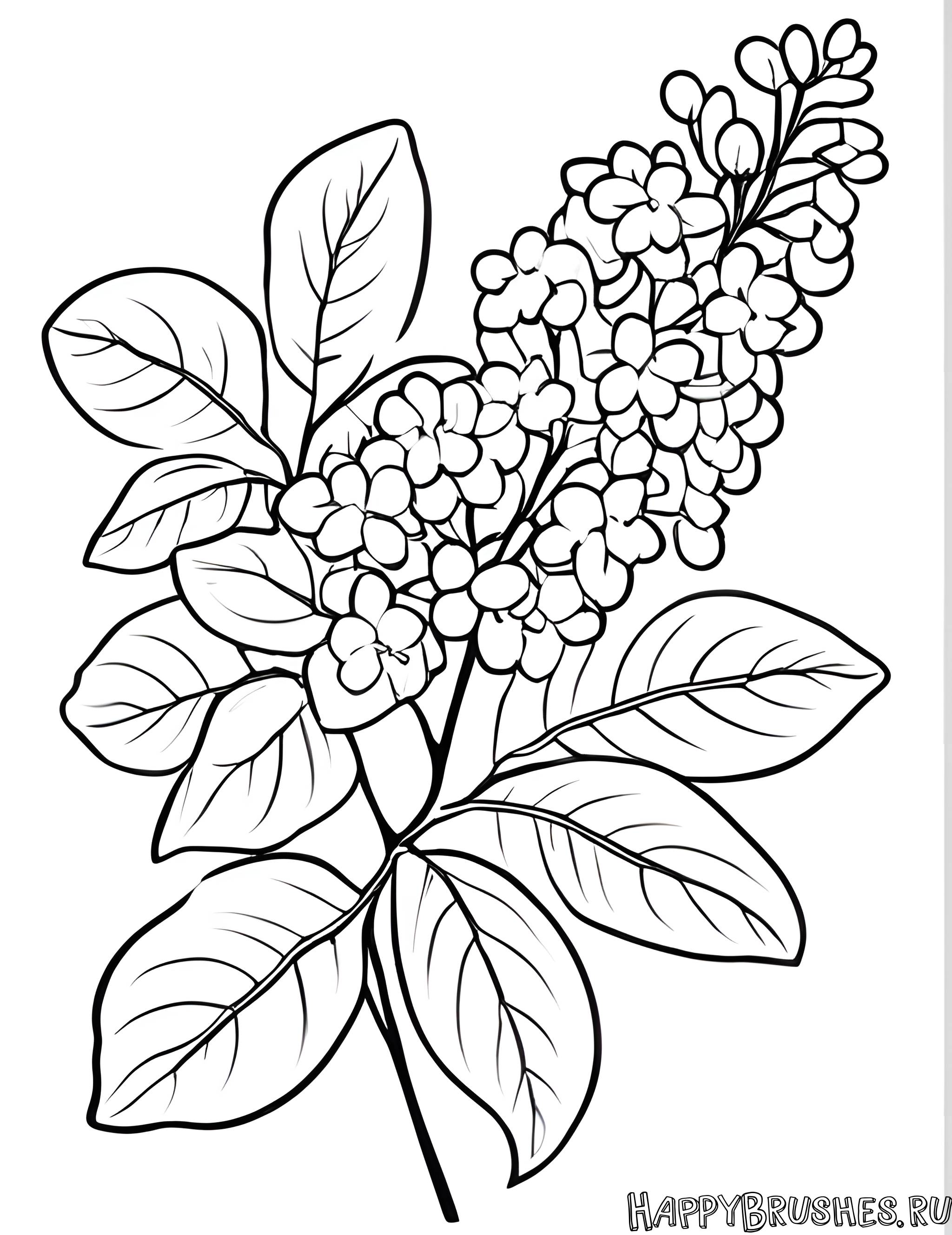 Раскраска Сирень 31