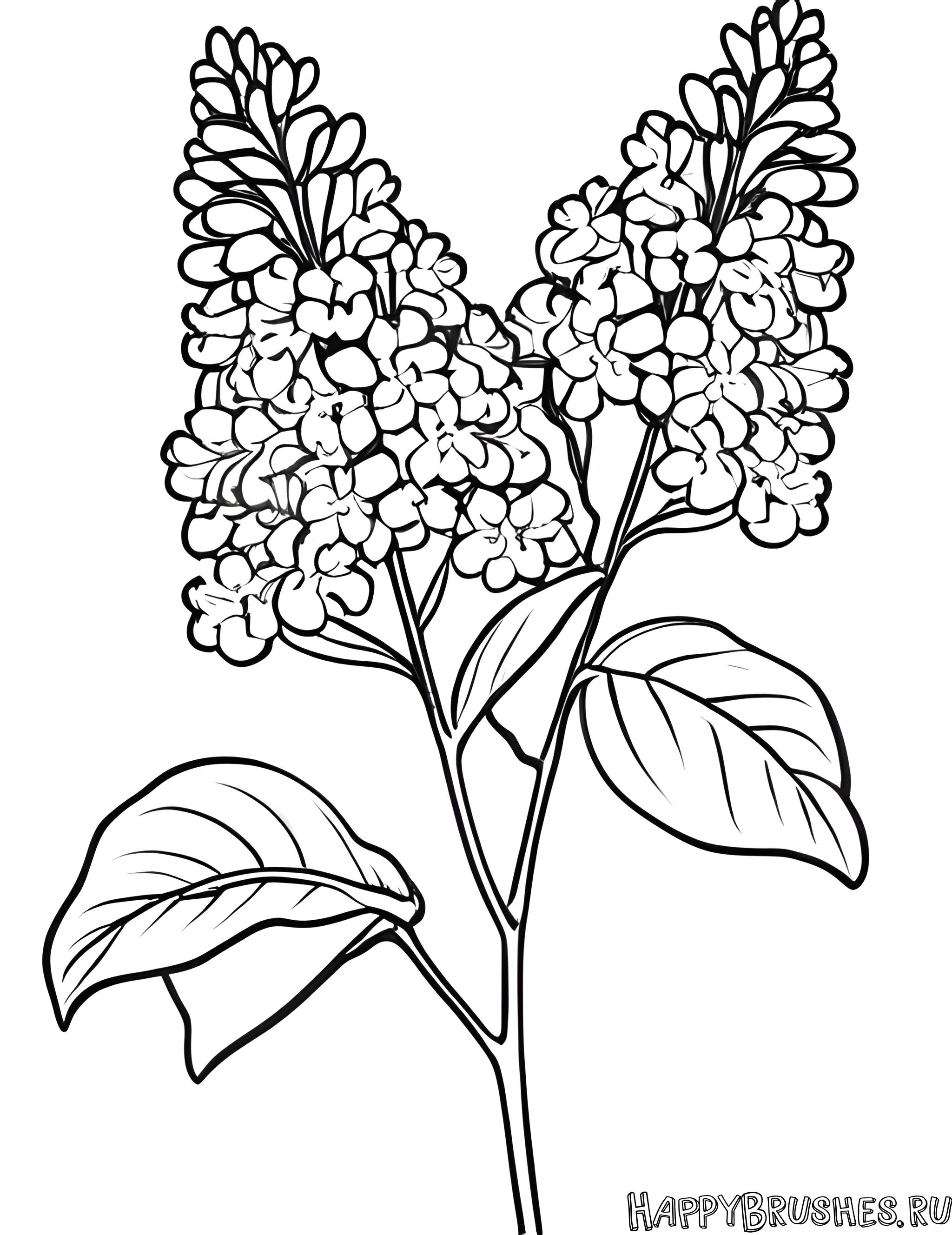 Раскраска Сирень 32