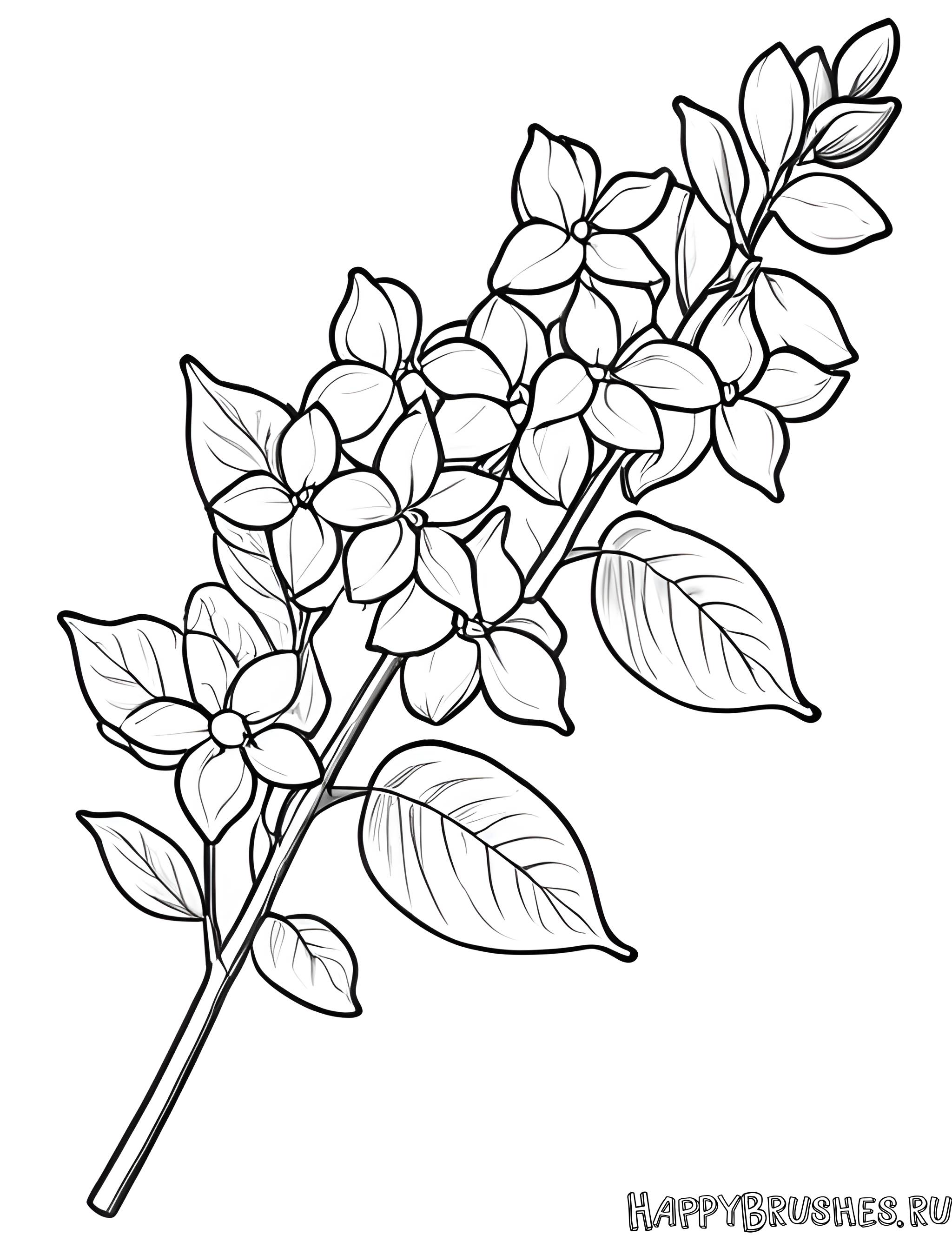 Раскраска Сирень 37