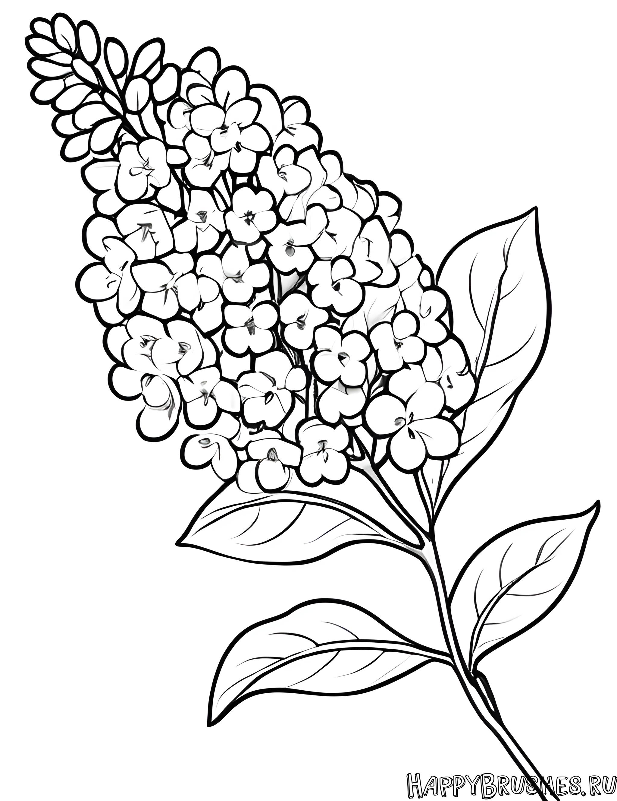 Раскраска Сирень 39