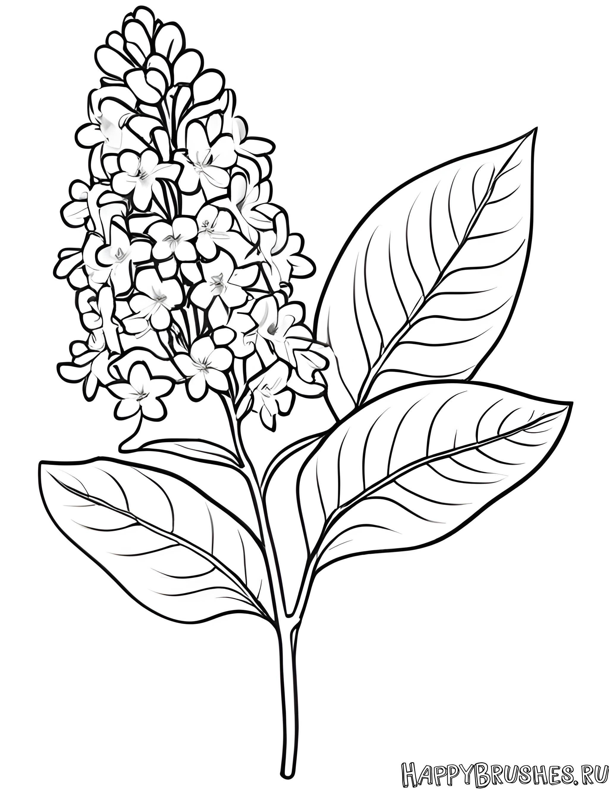 Раскраска Сирень 4