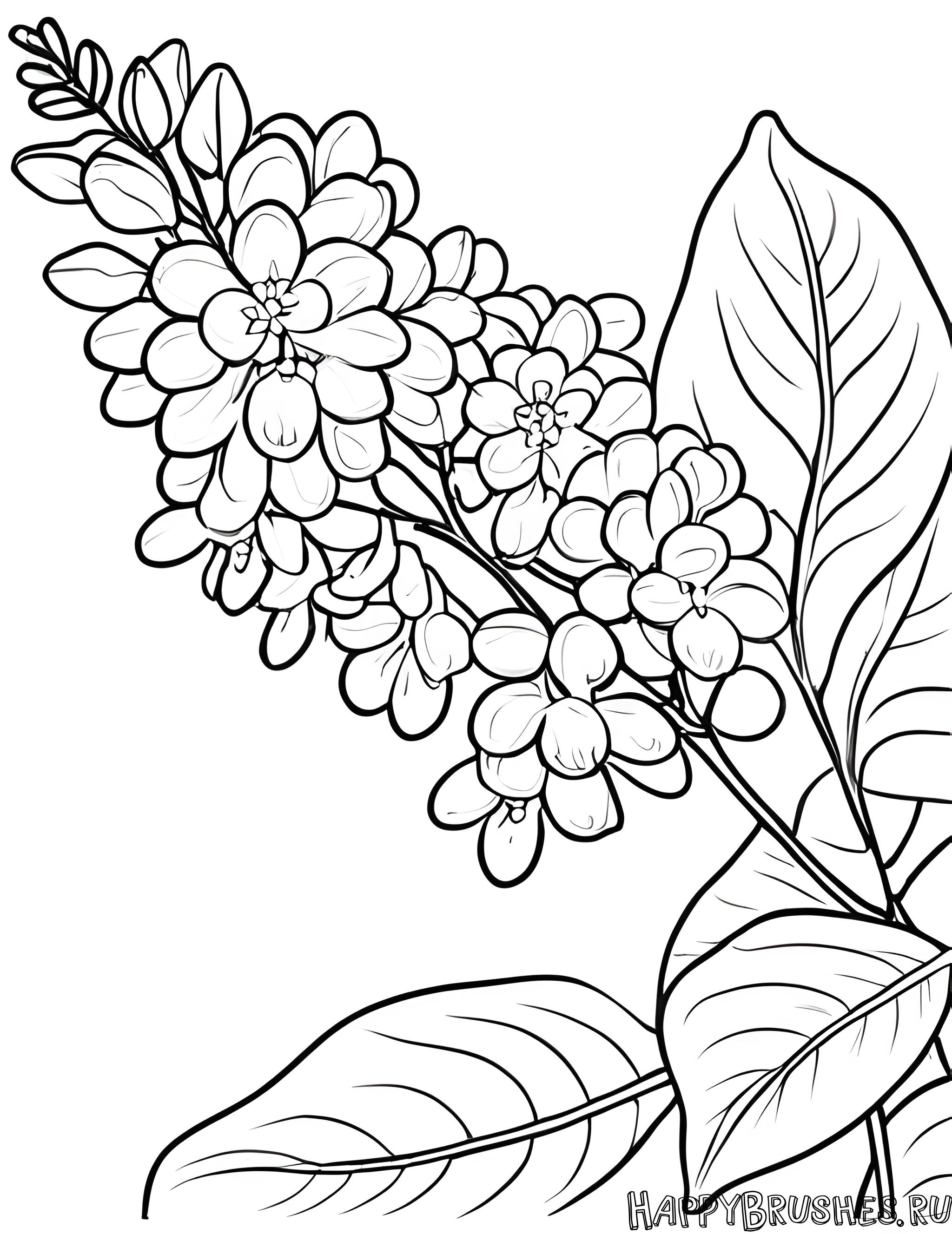 Раскраска Сирень 41