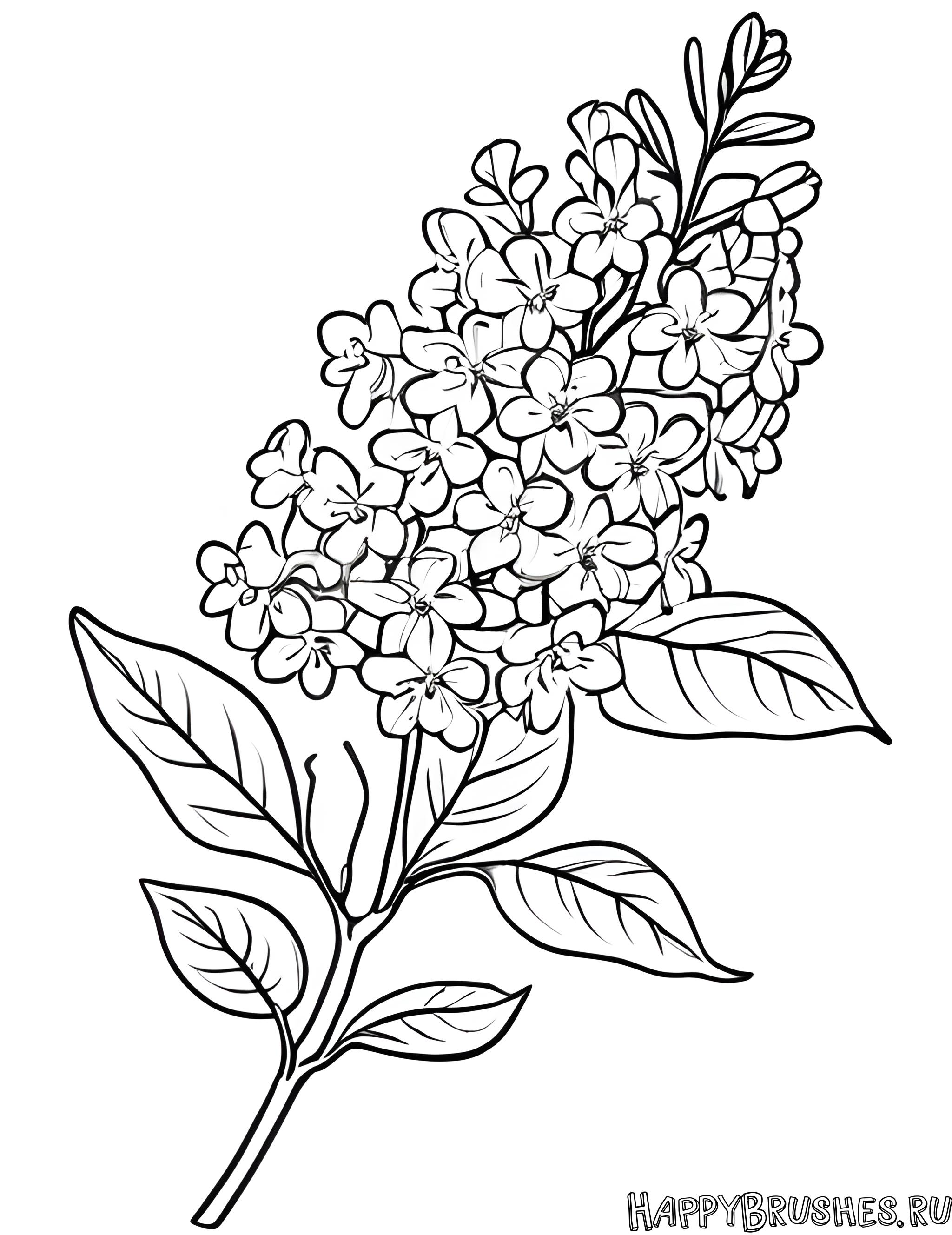 Раскраска Сирень 44