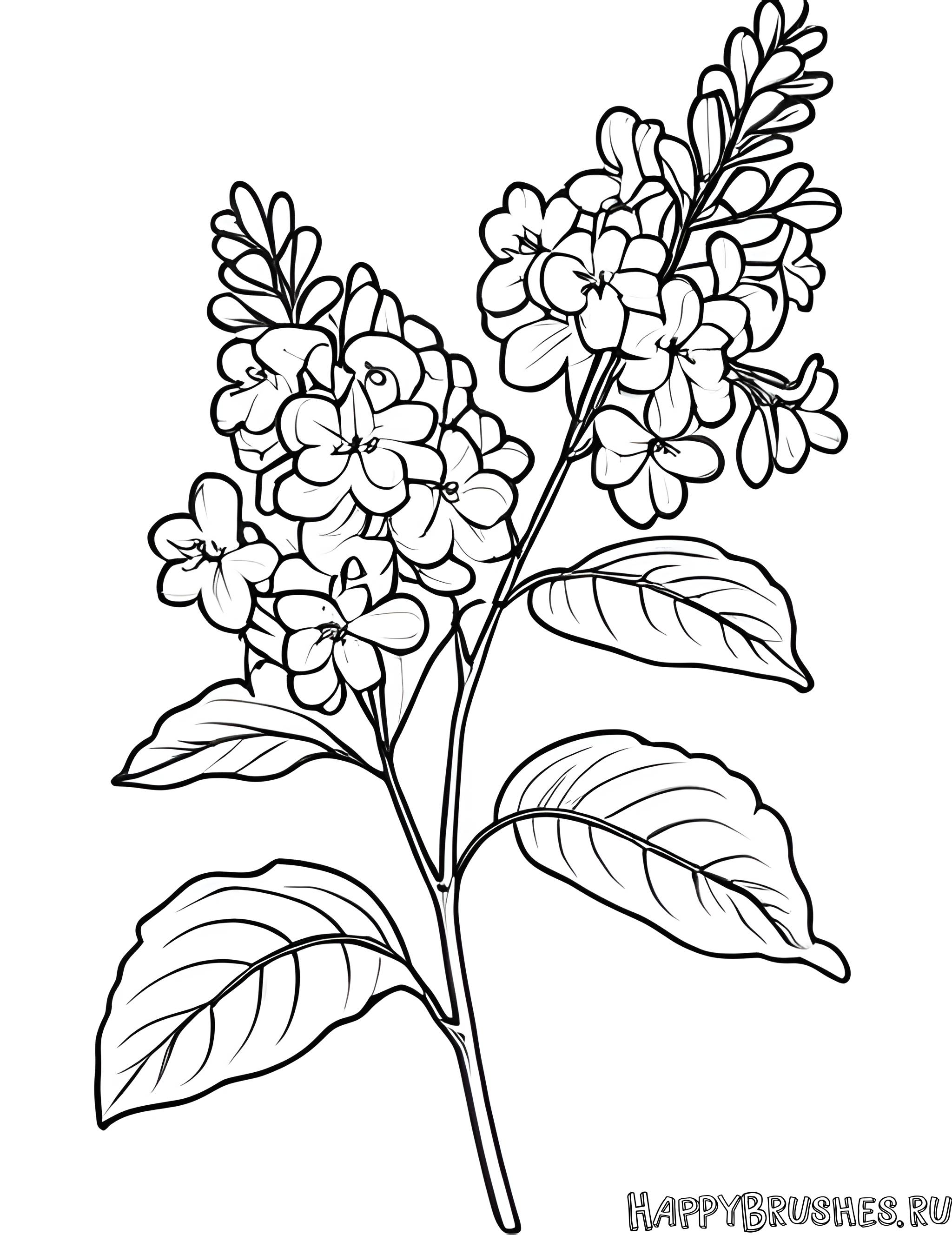 Раскраска Сирень 45