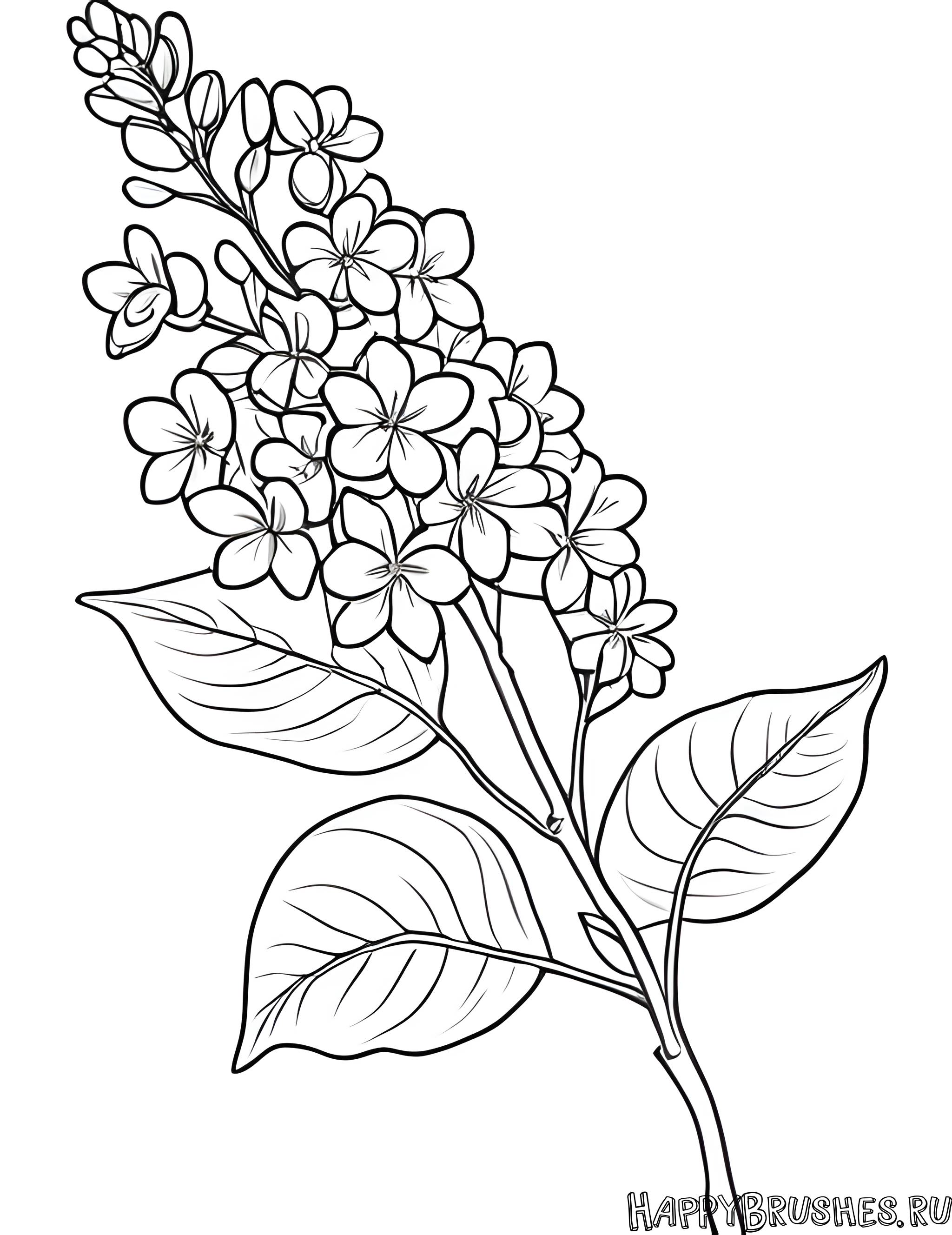 Раскраска Сирень 46