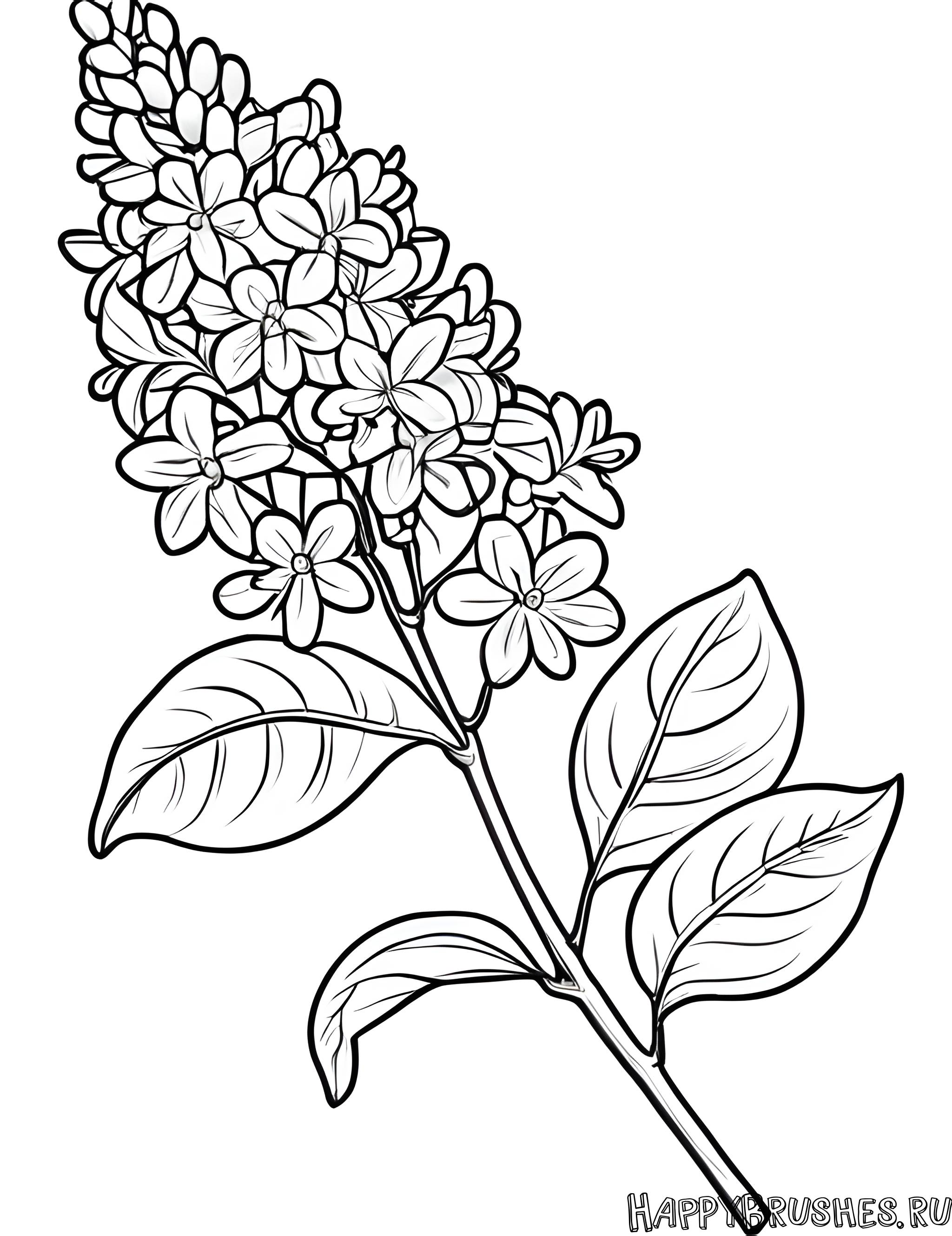 Раскраска Сирень 47