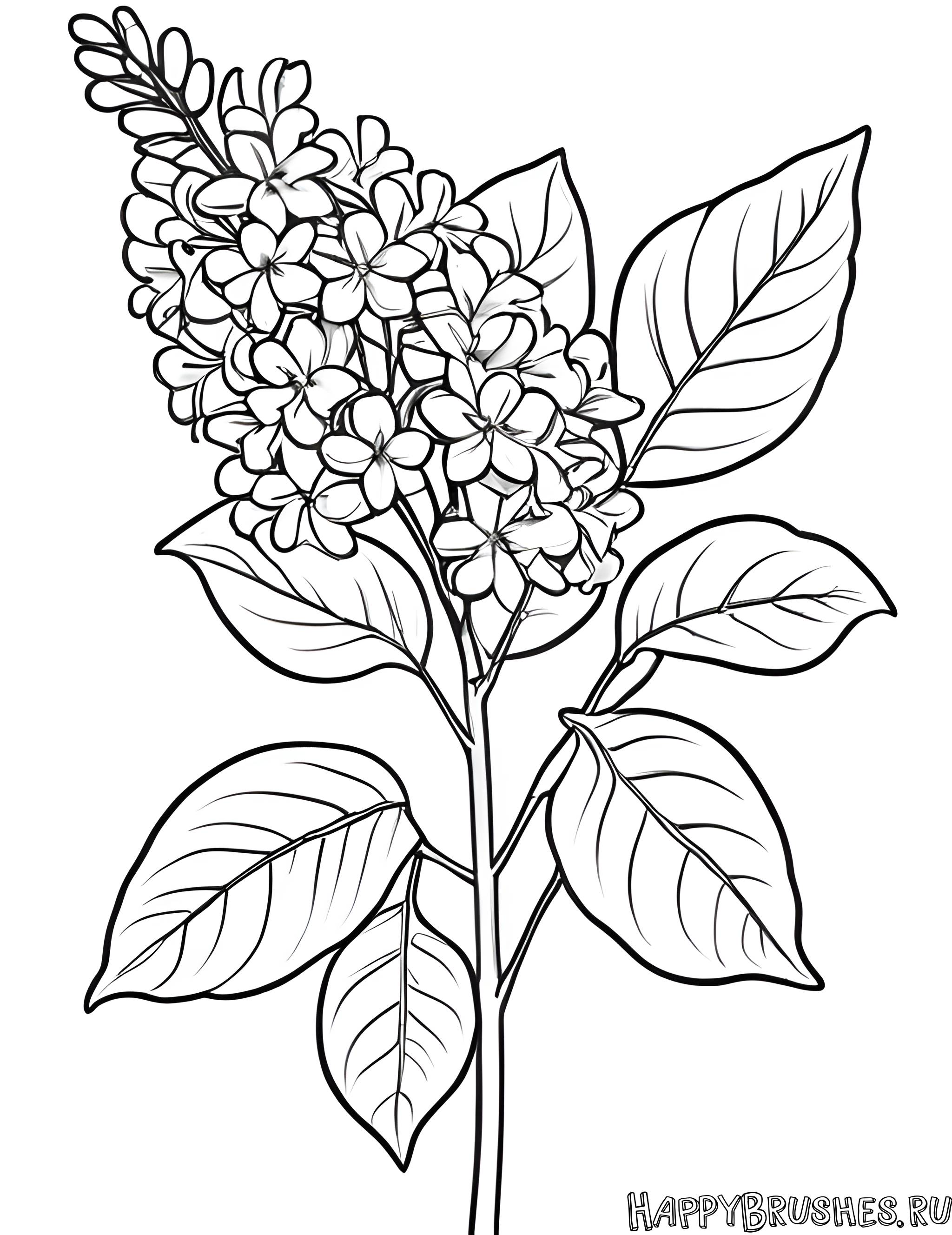 Раскраска Сирень 48