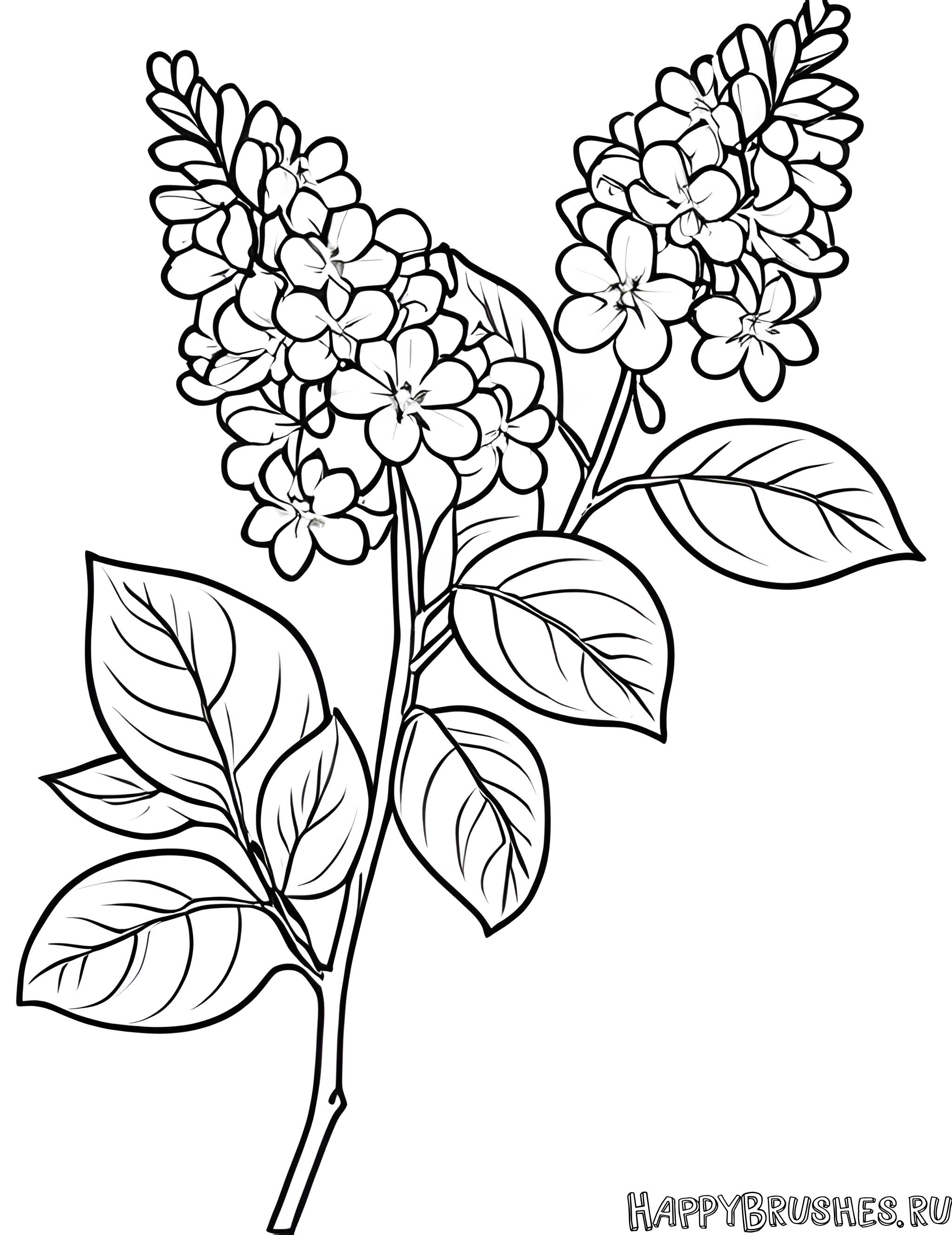 Раскраска Сирень 49