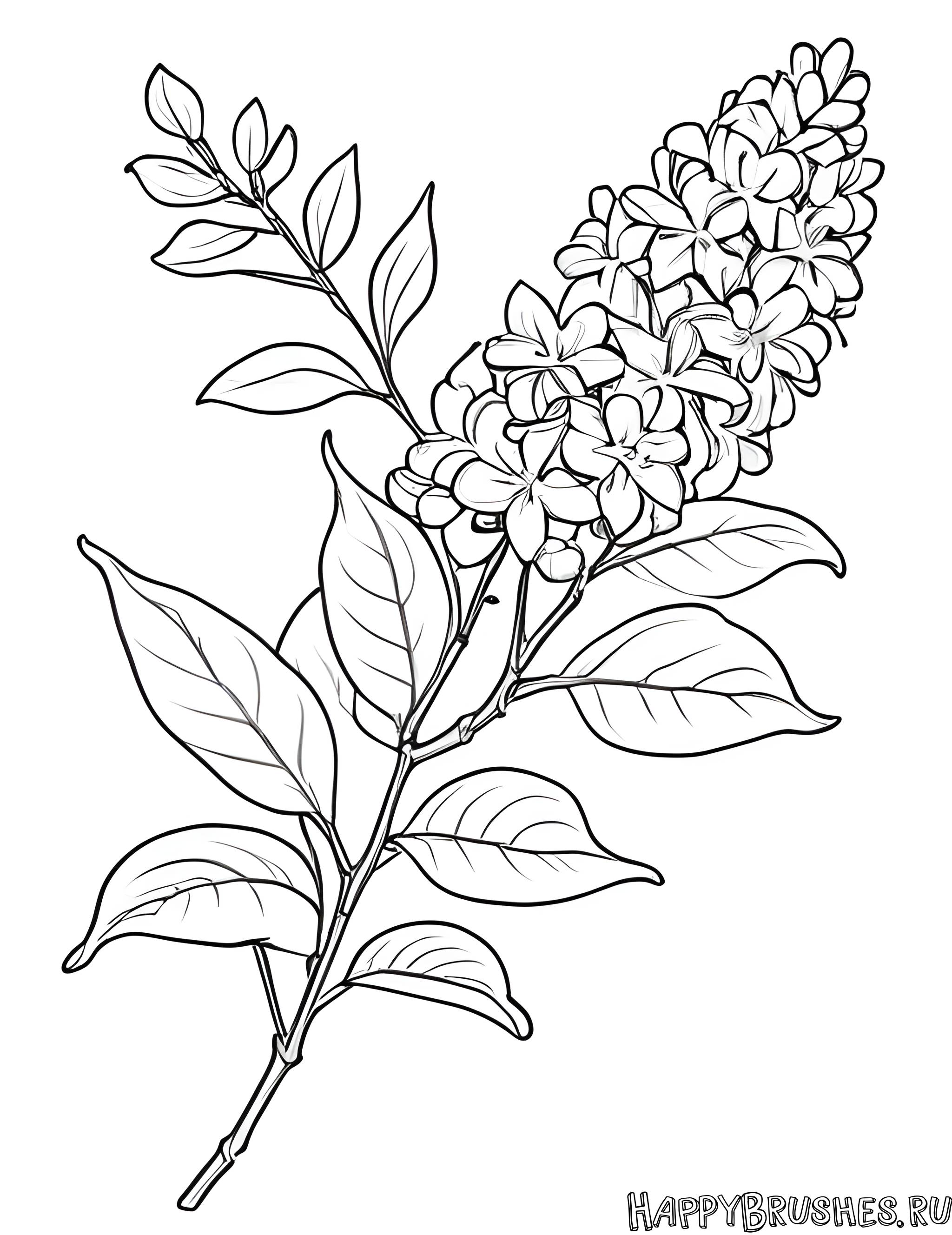 Раскраска Сирень 5