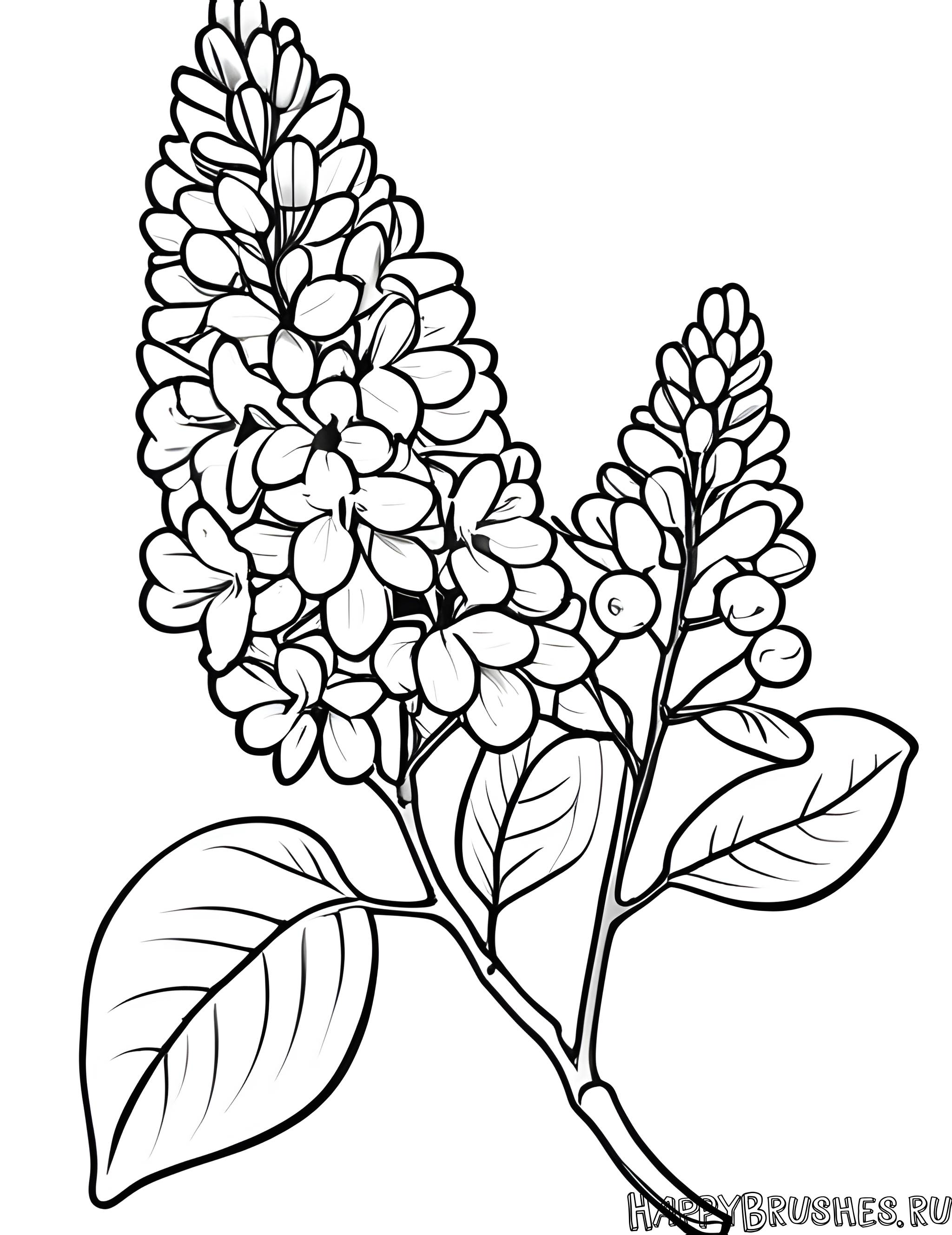 Раскраска Сирень 51
