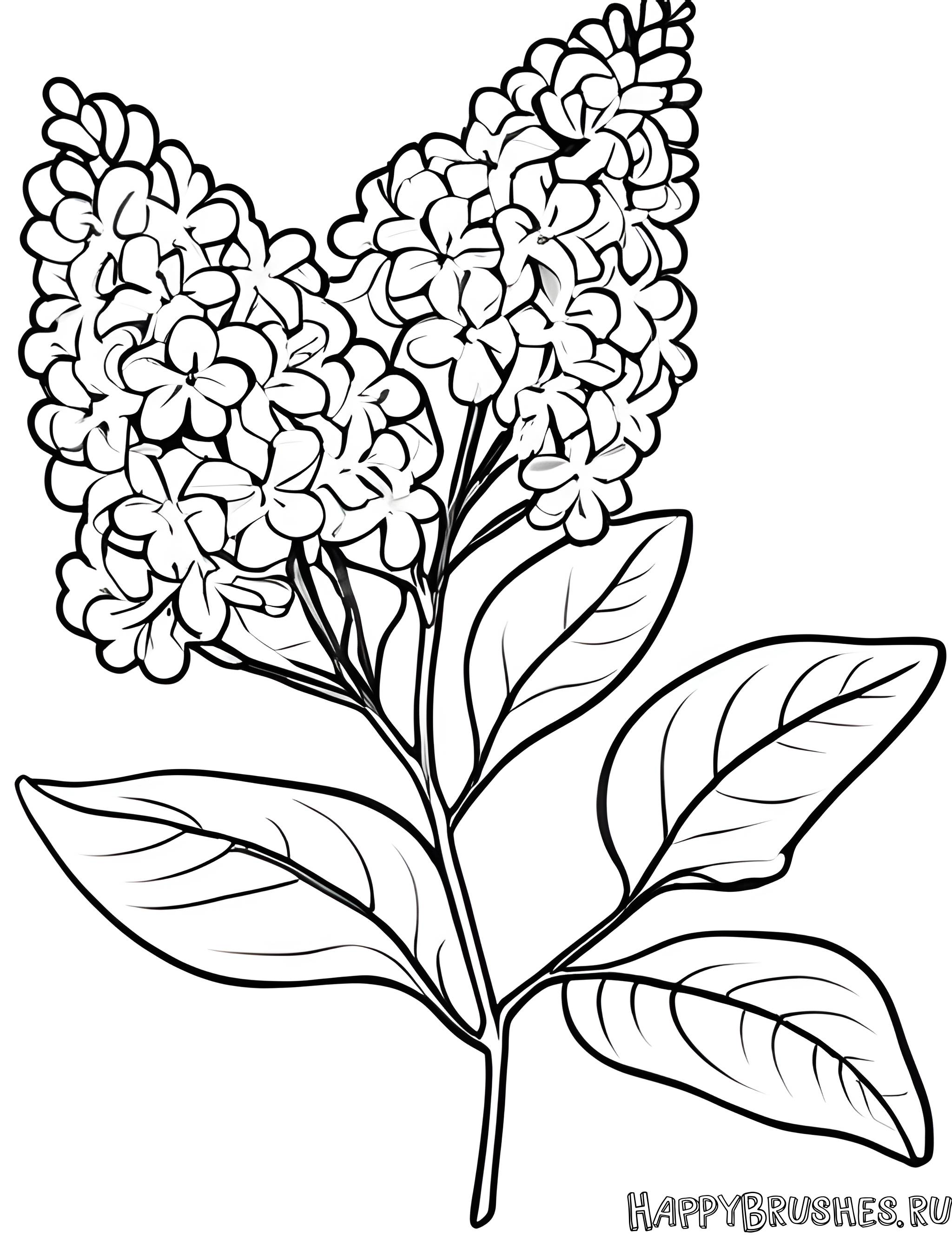 Раскраска Сирень 52