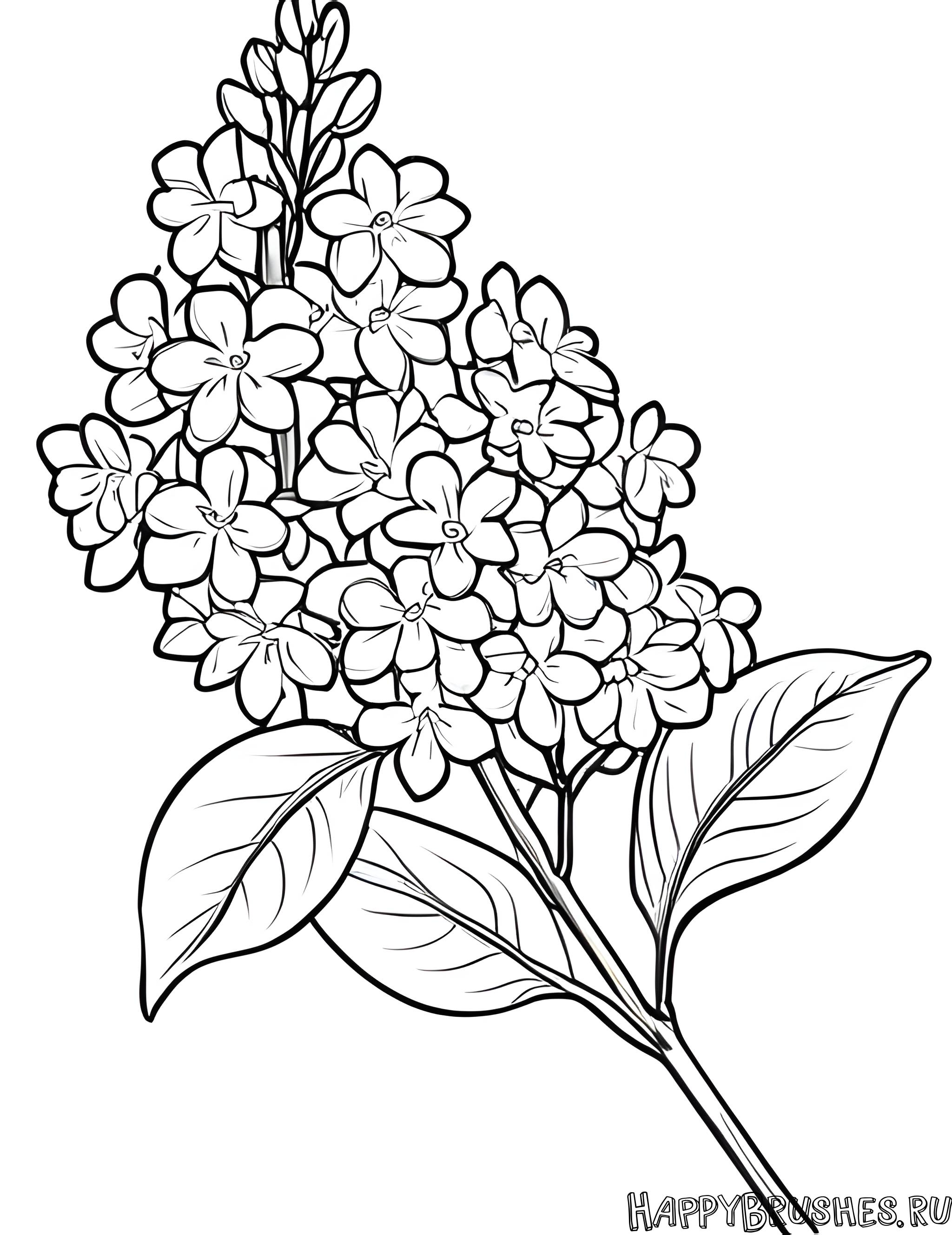 Раскраска Сирень 55