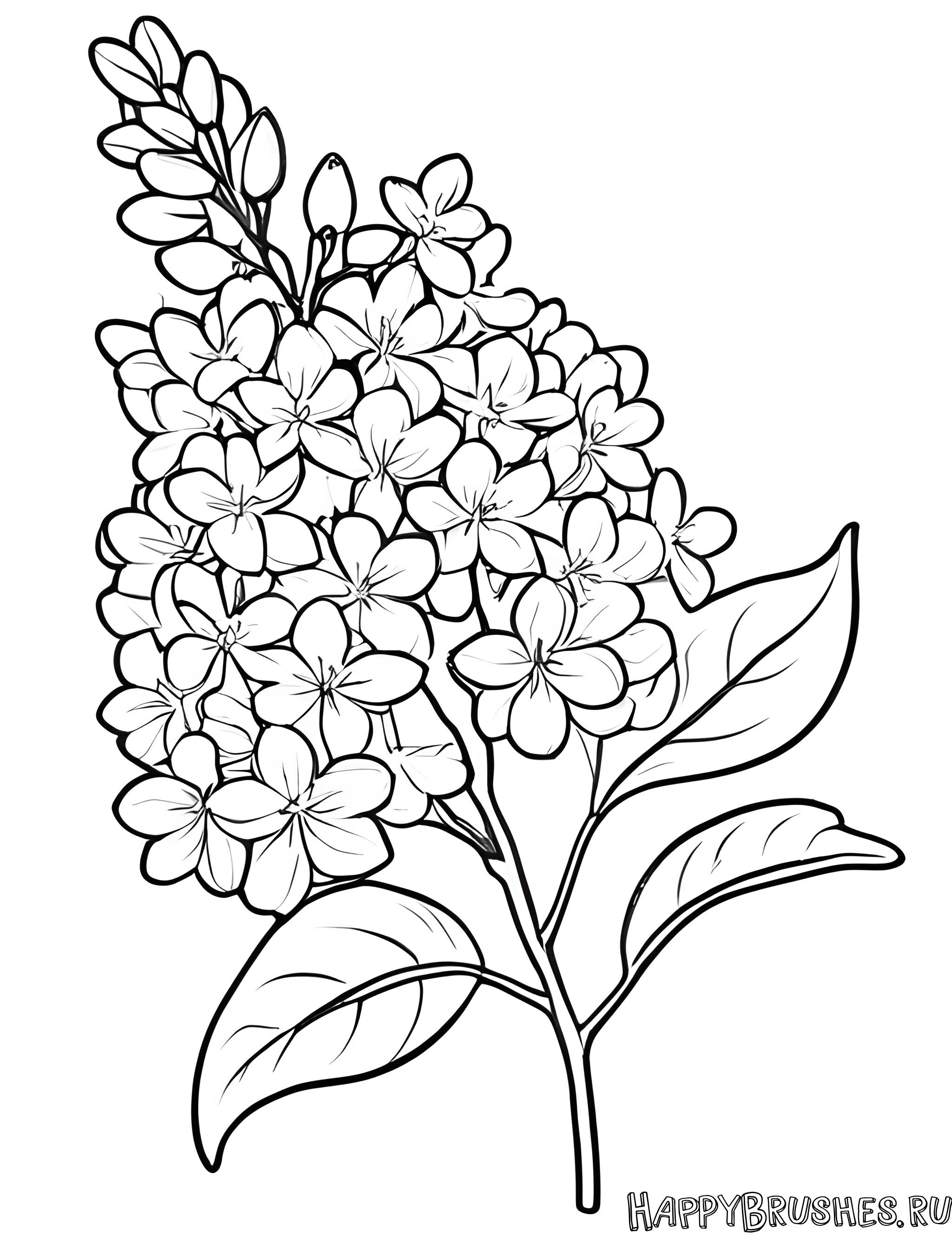 Раскраска Сирень 6