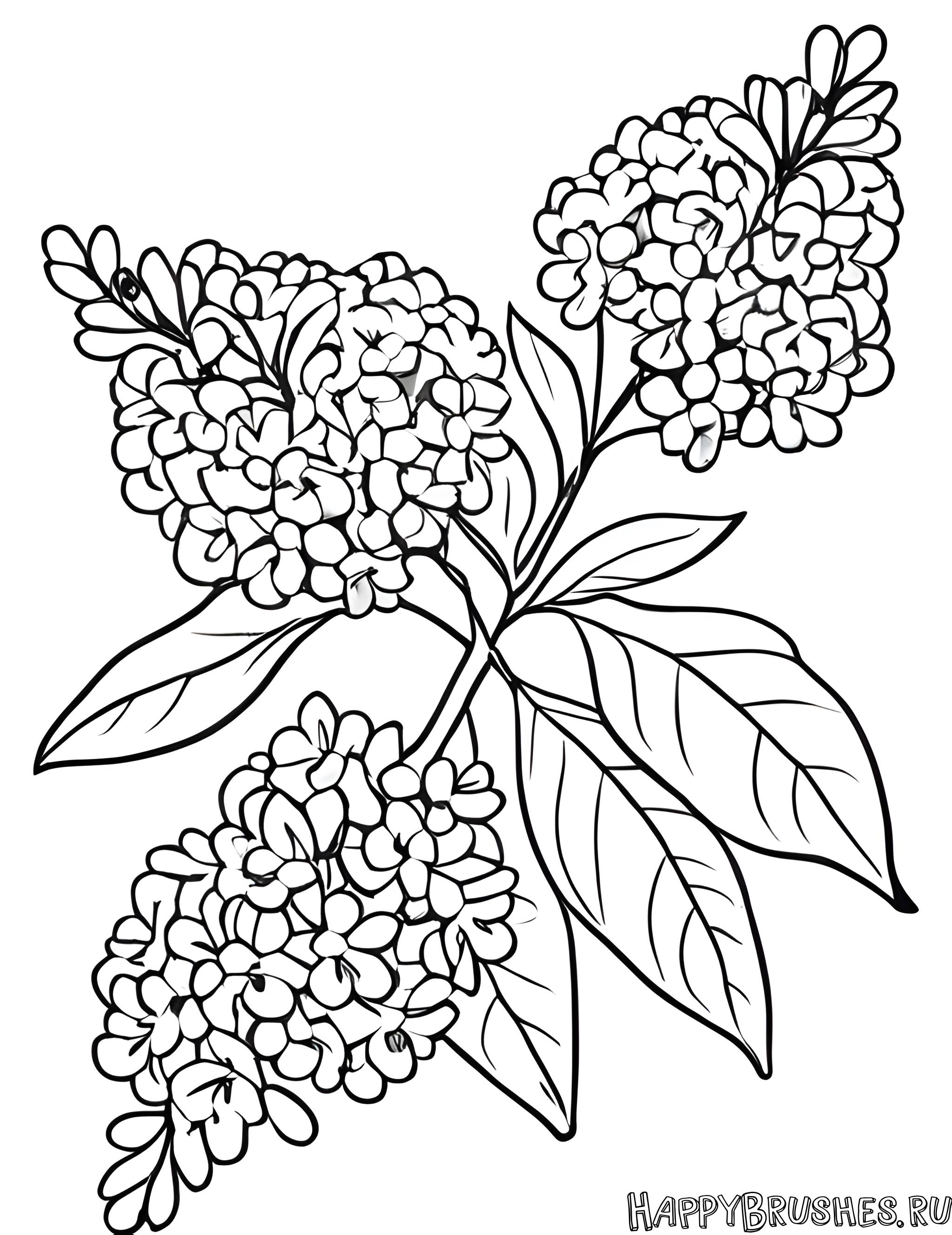 Раскраска Сирень 9