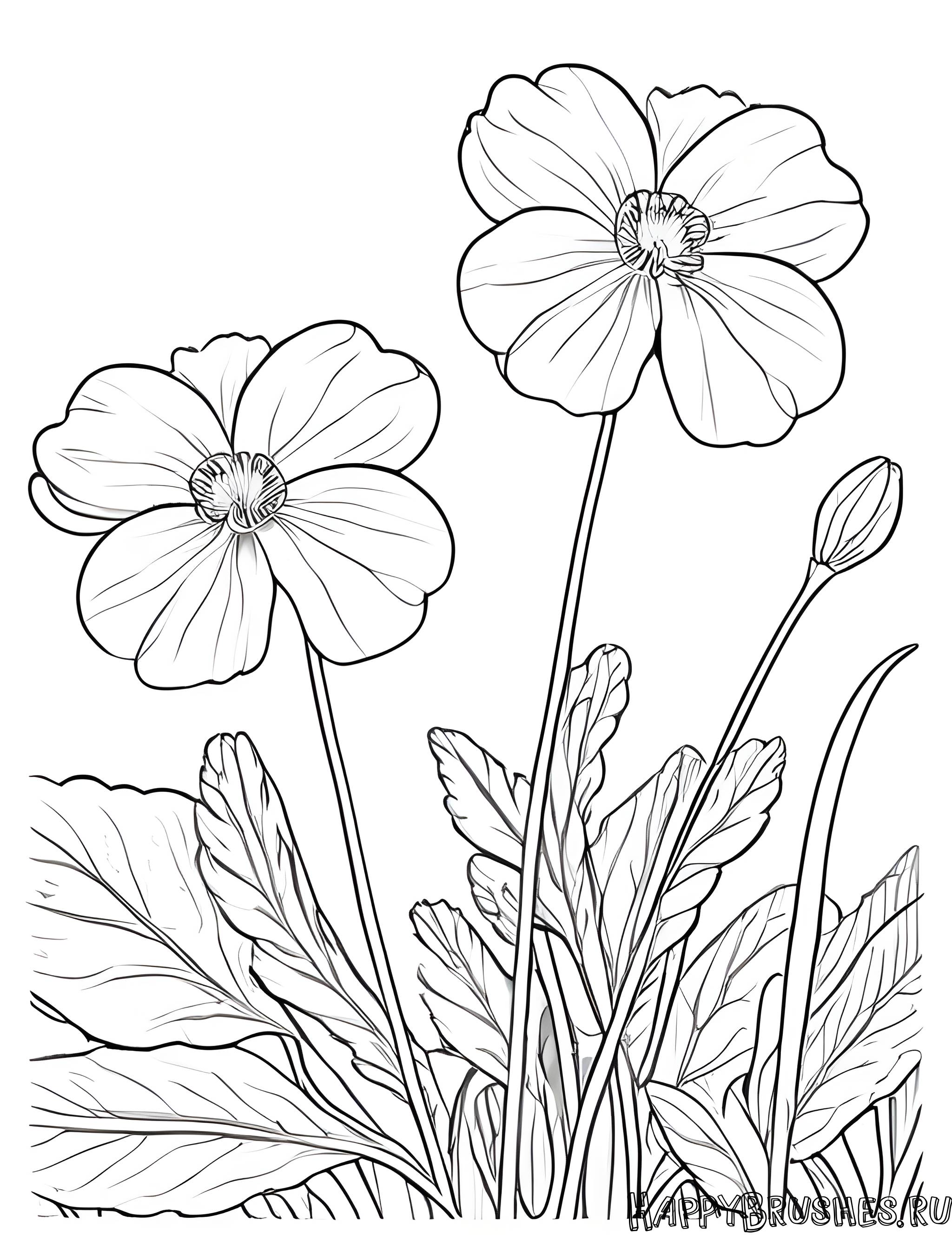 Раскраска Первоцвет 10