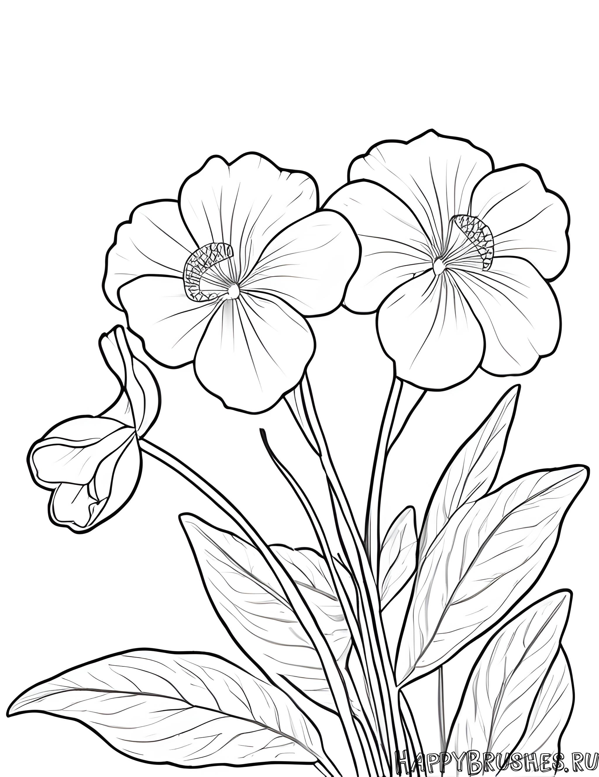 Раскраска Первоцвет 12