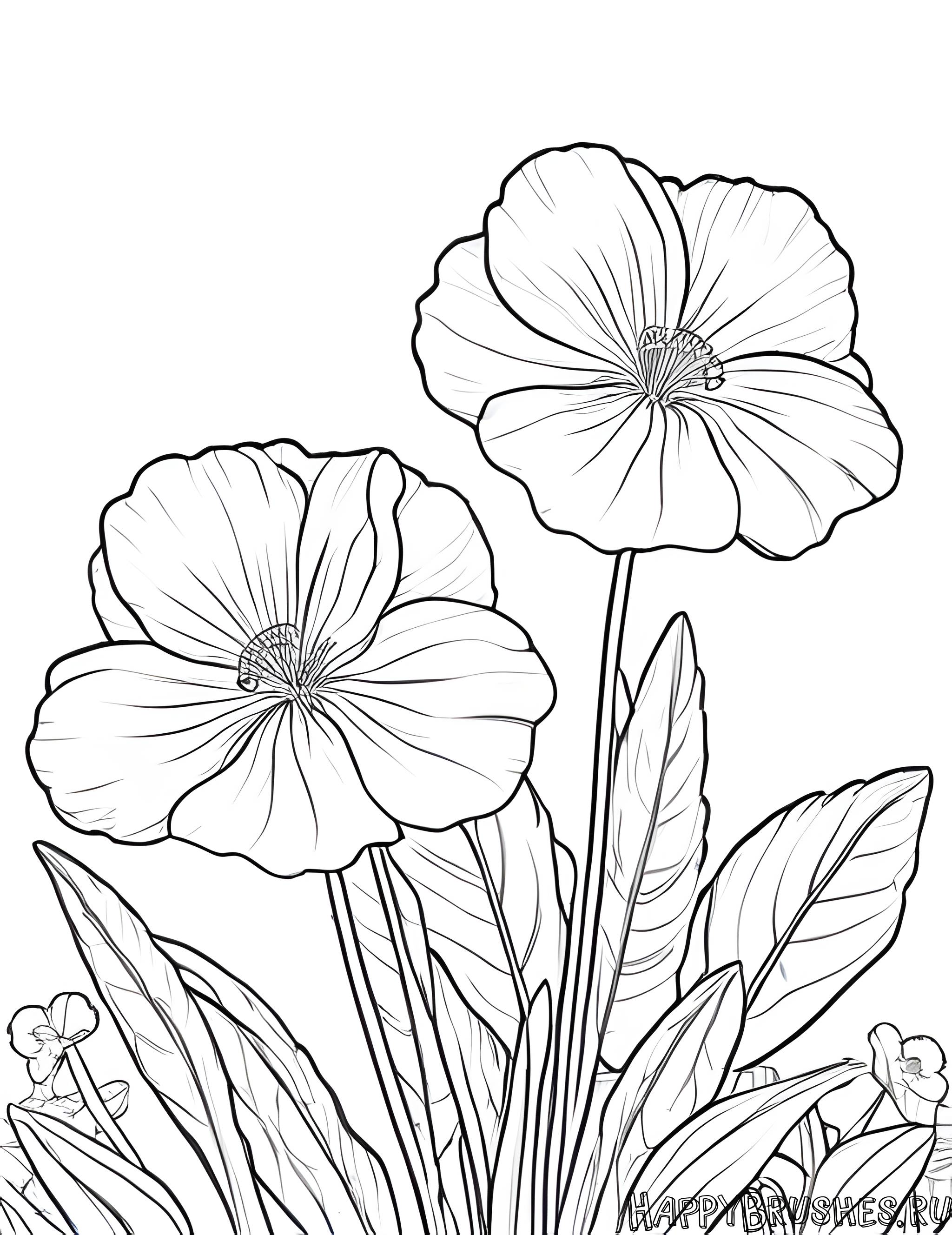 Раскраска Первоцвет 13