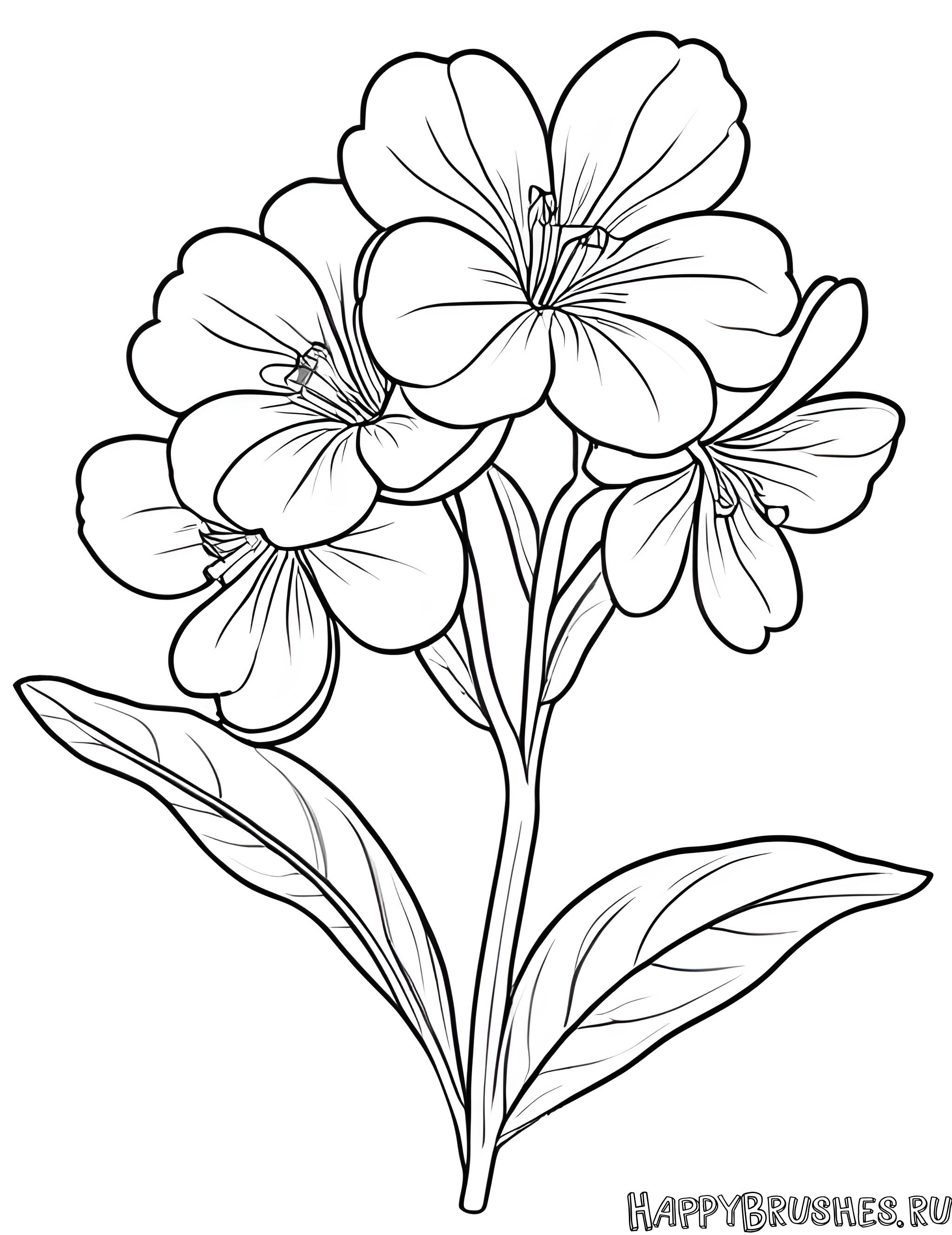 Раскраска Первоцвет 14