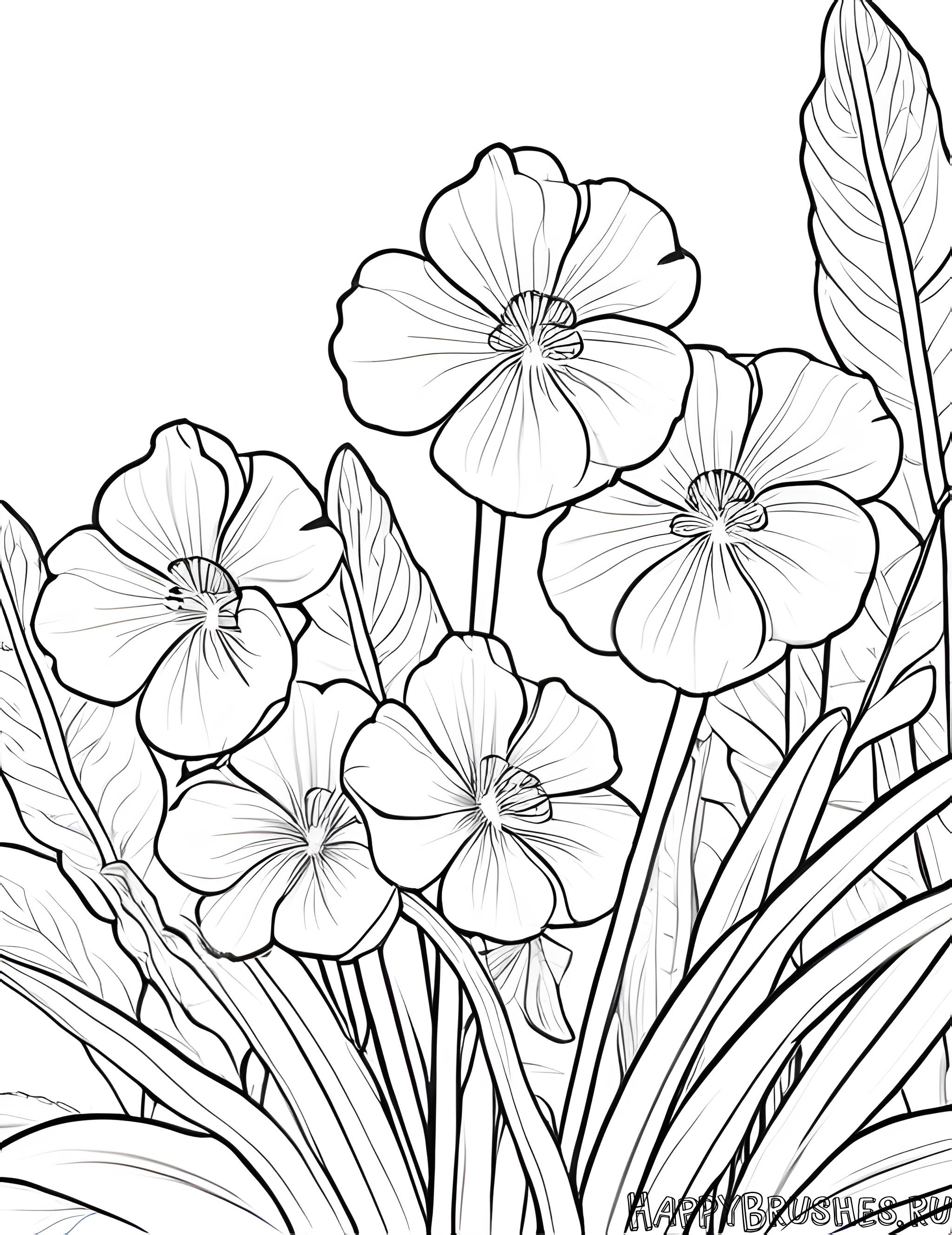 Раскраска Первоцвет 15