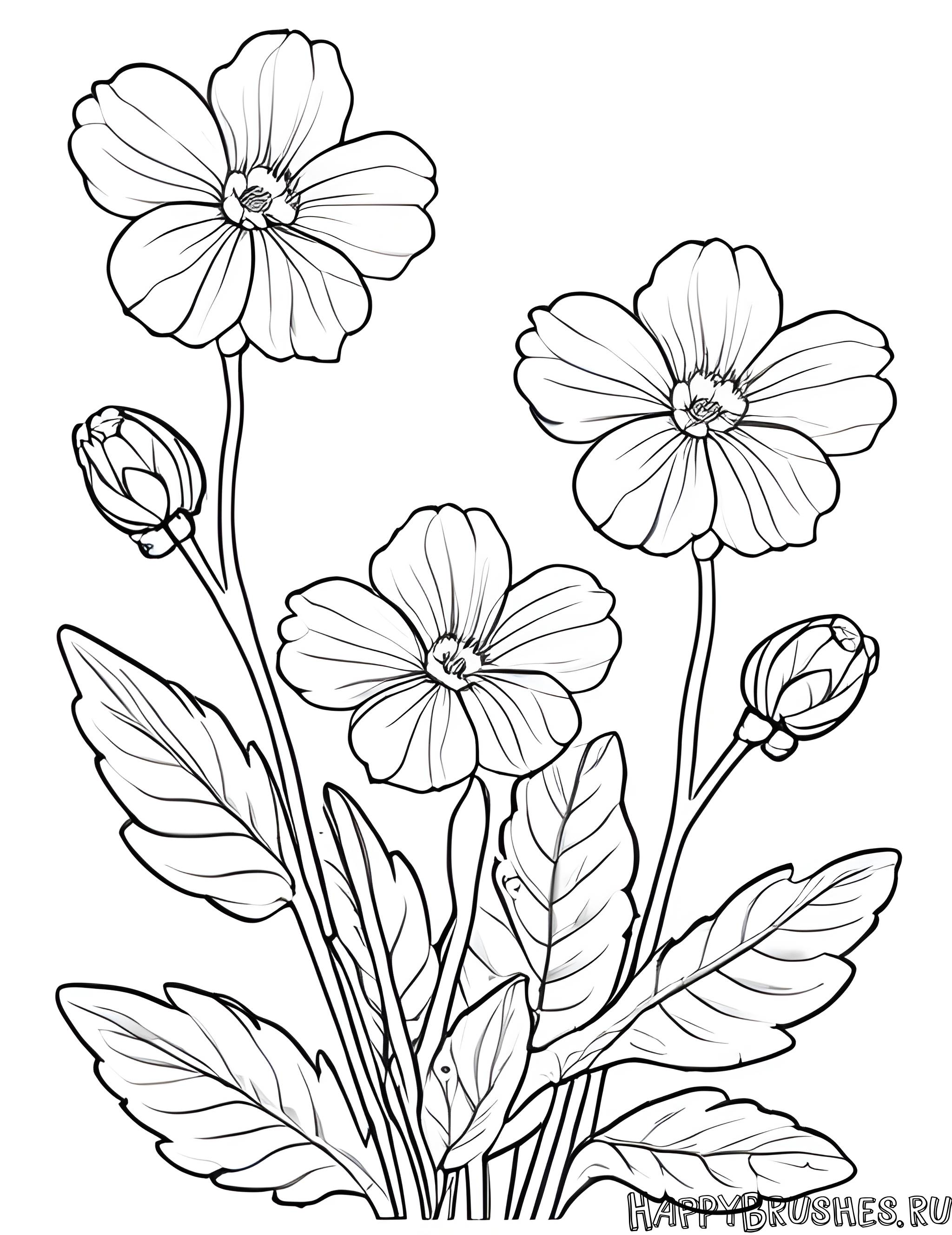 Раскраска Первоцвет 16