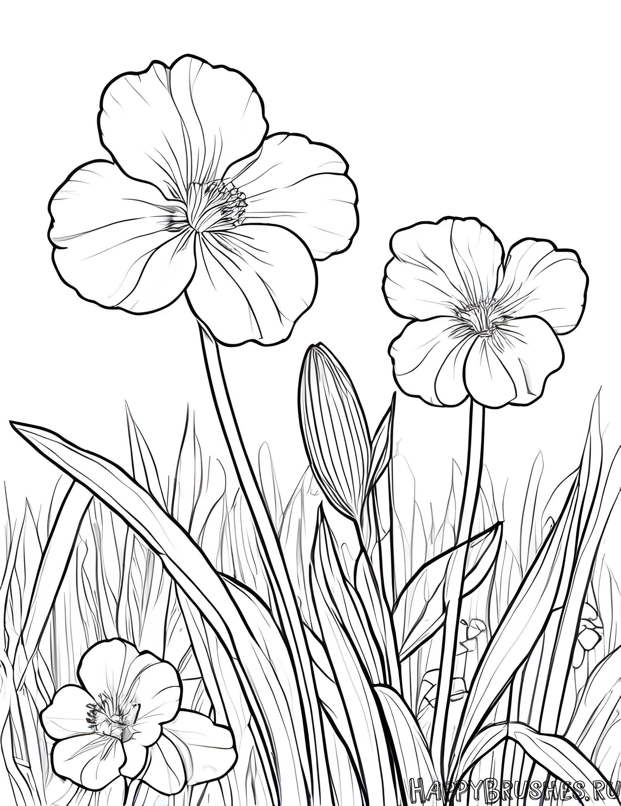 Раскраска Первоцвет 18