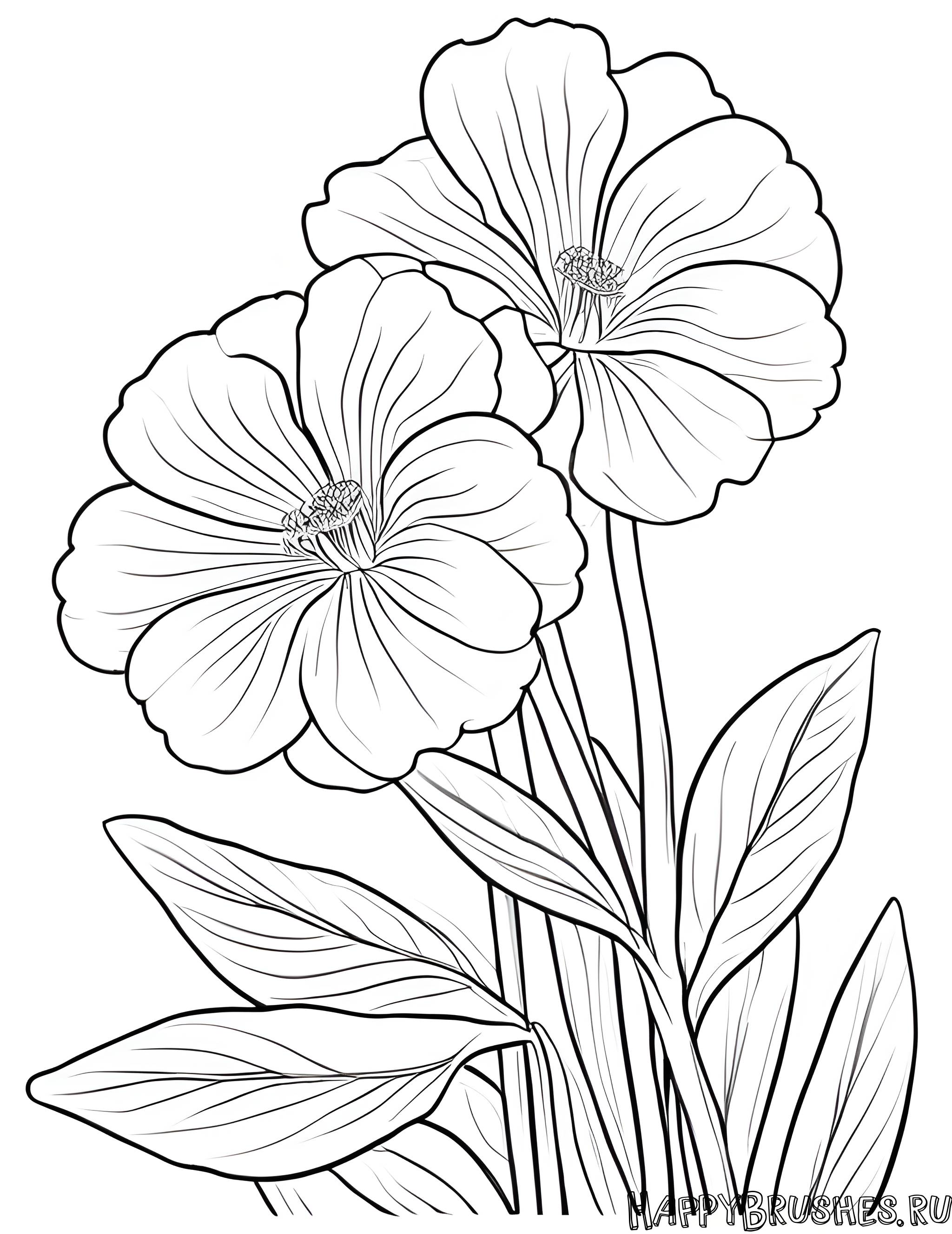 Раскраска Первоцвет 19