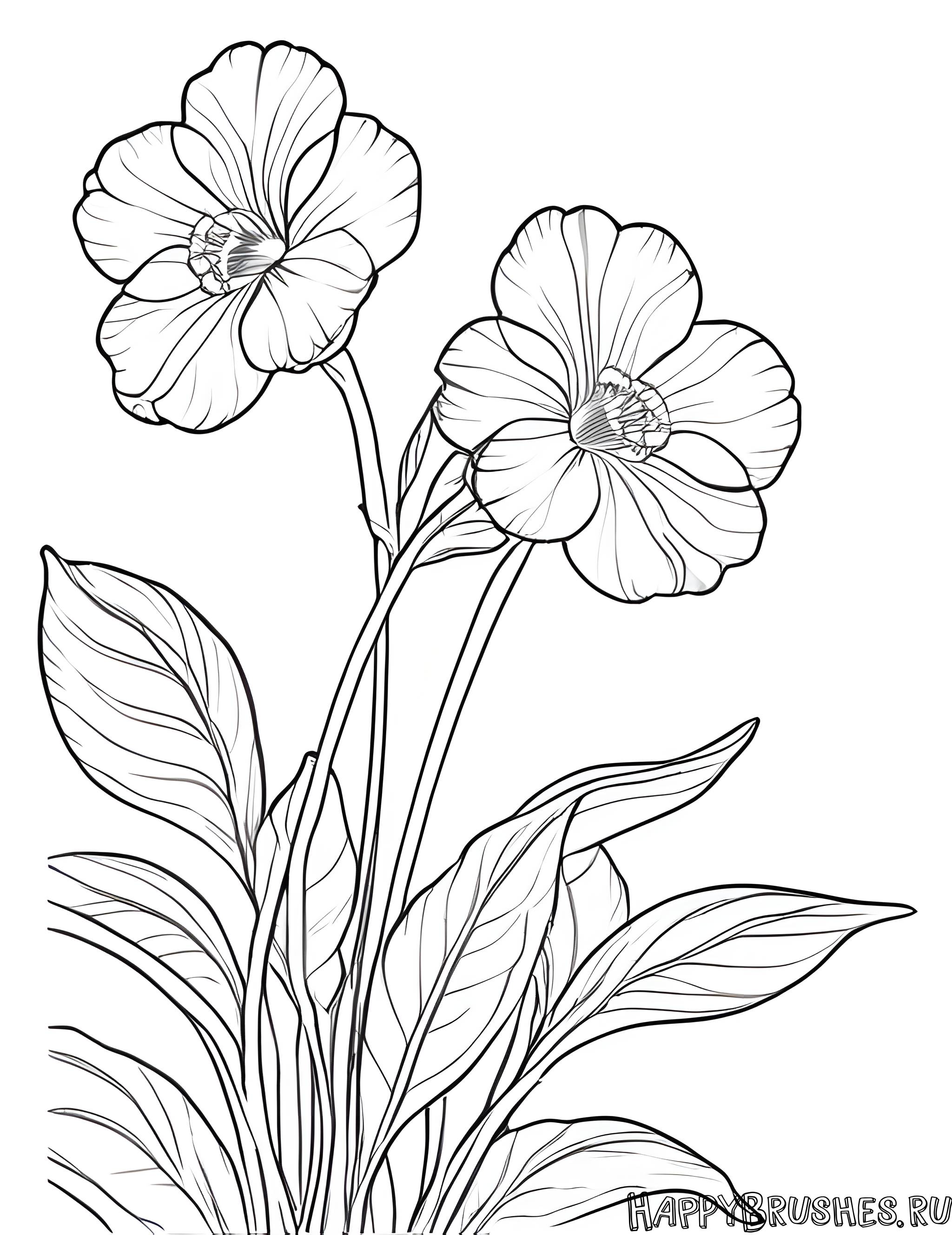 Раскраска Первоцвет 2