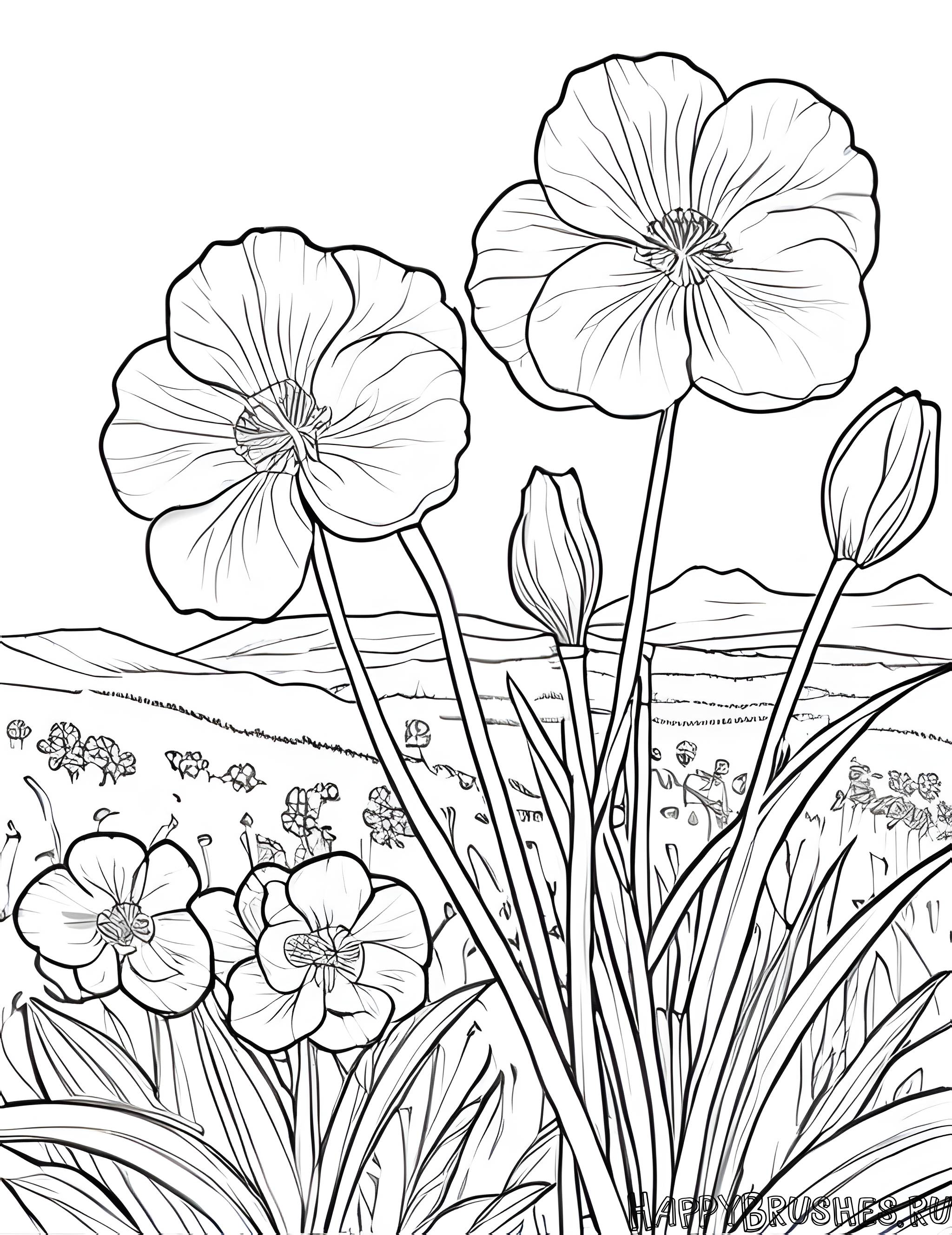 Раскраска Первоцвет 21