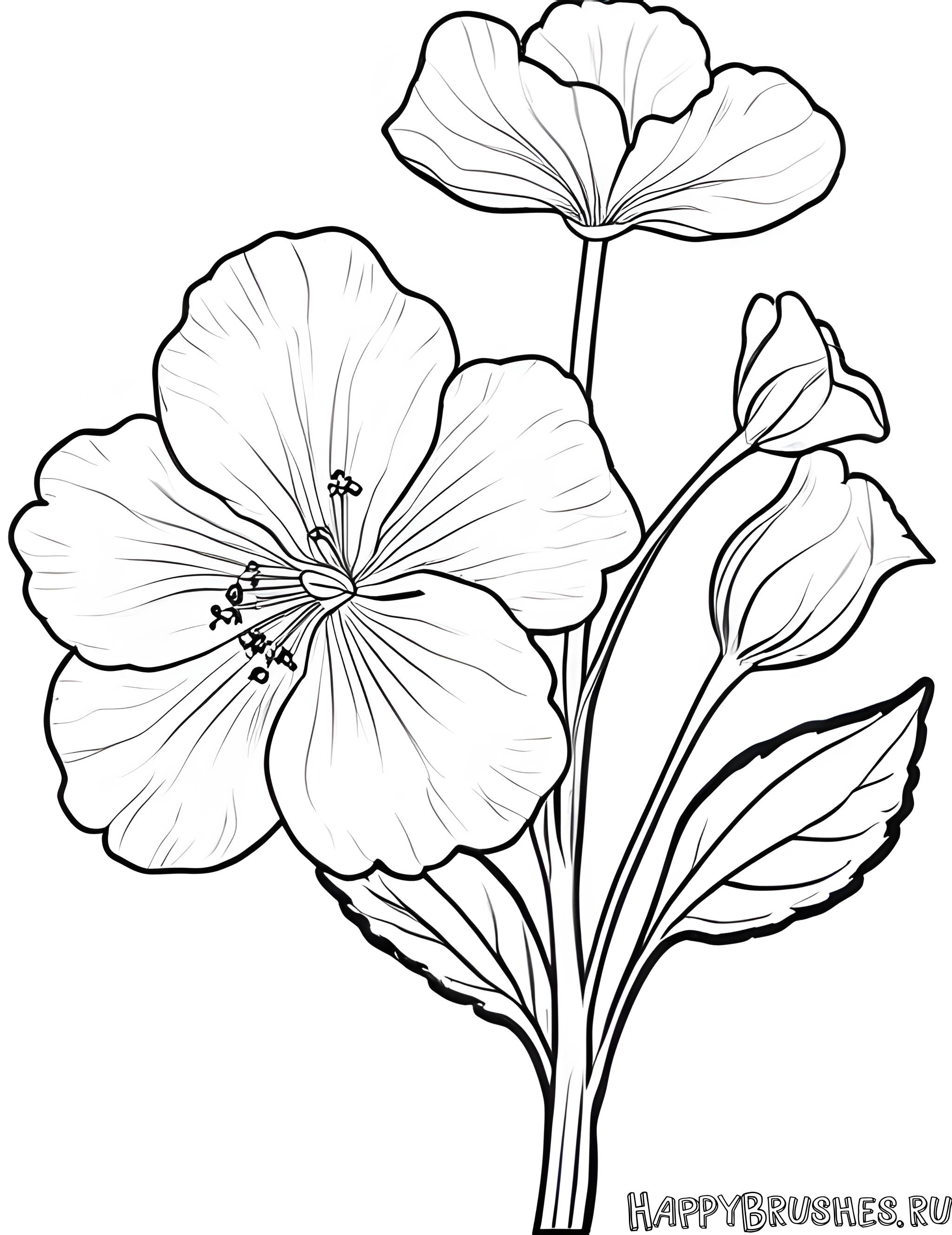 Раскраска Первоцвет 22