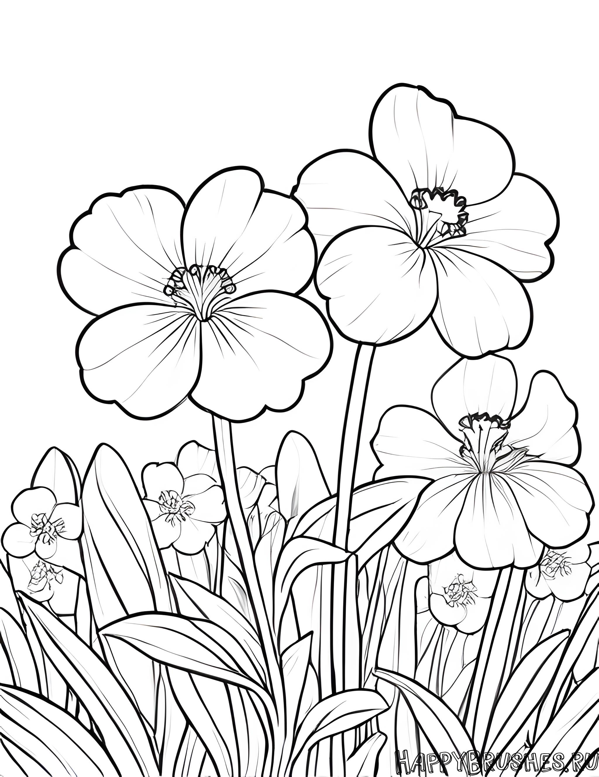 Раскраска Первоцвет 23