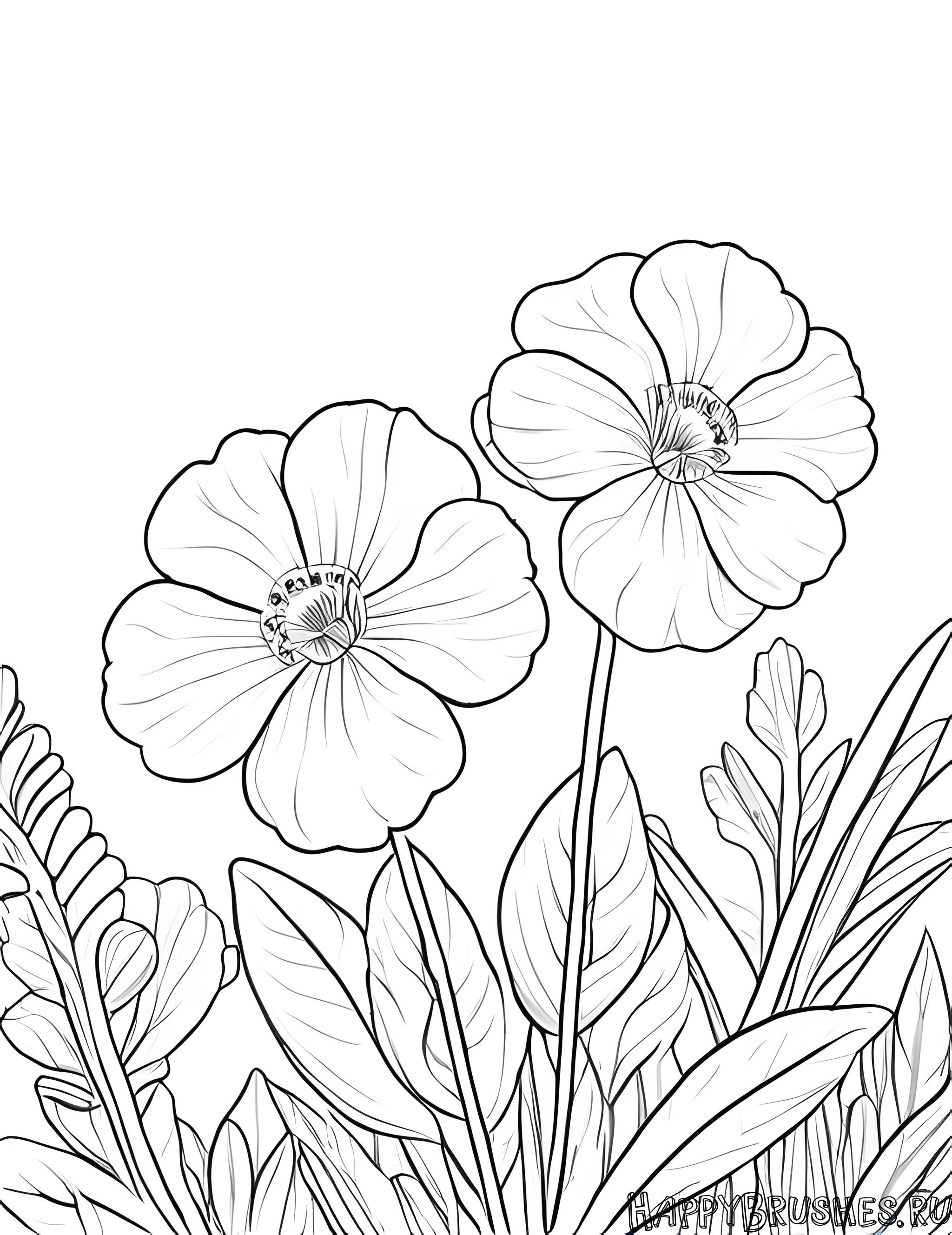 Раскраска Первоцвет 24