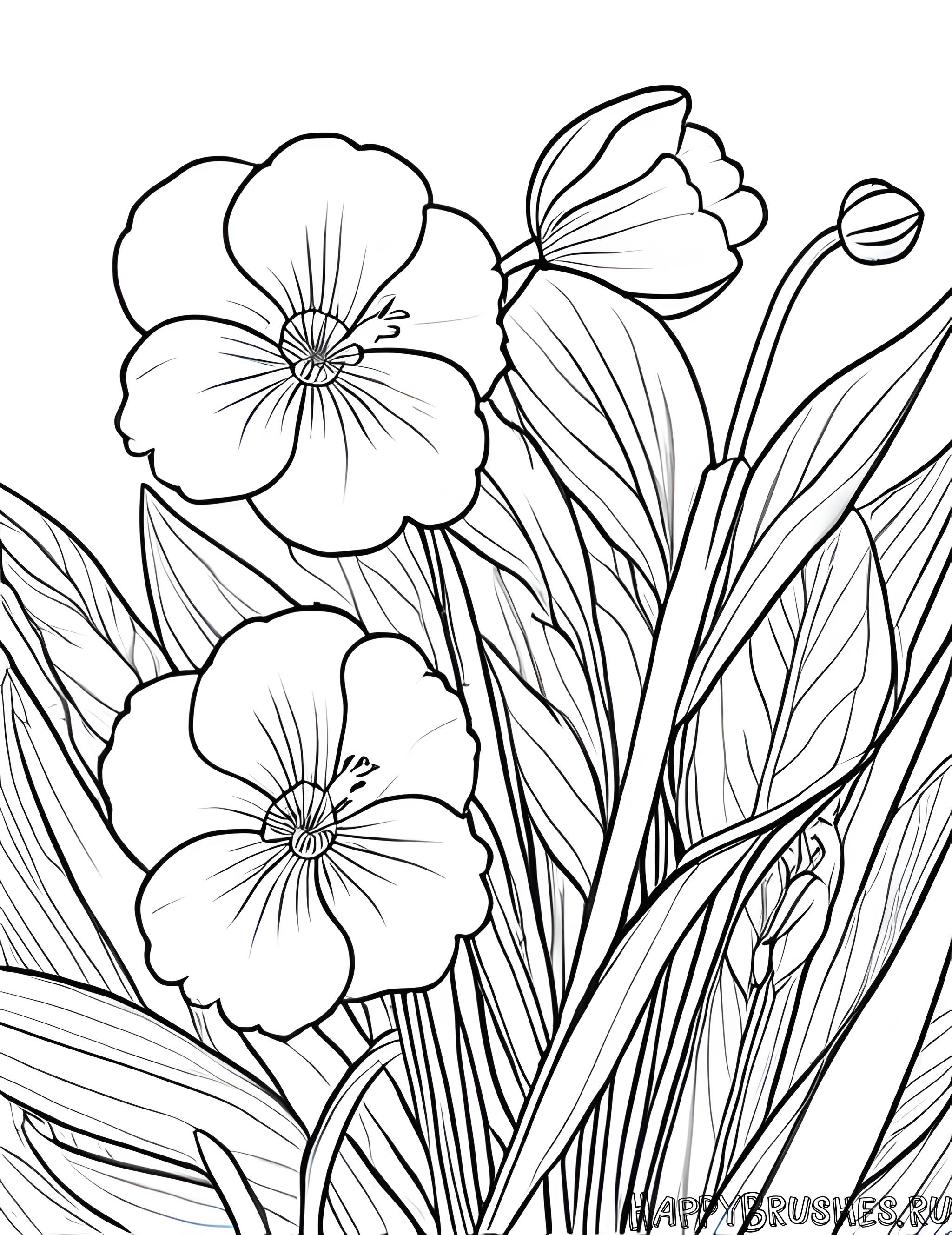 Раскраска Первоцвет 25