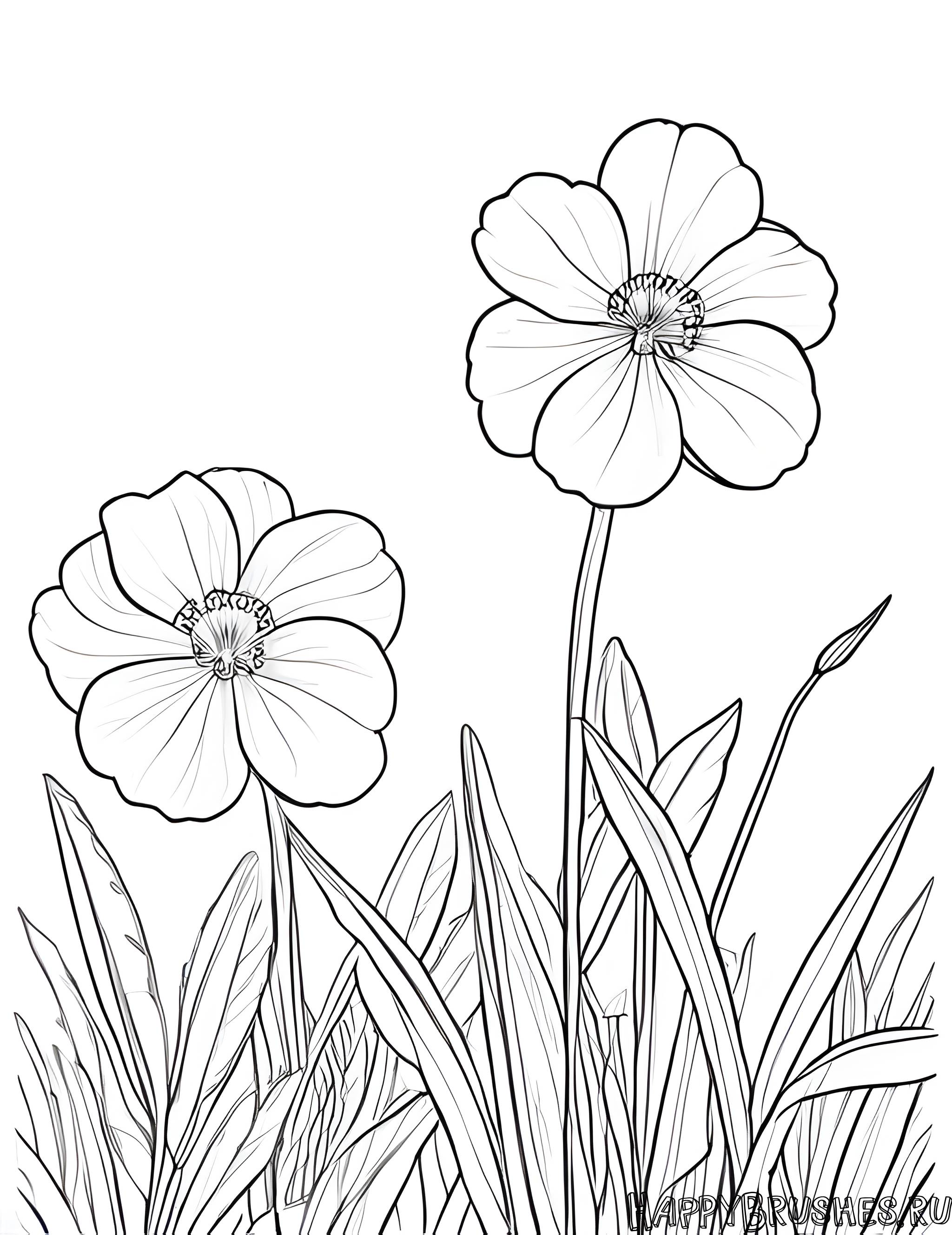 Раскраска Первоцвет 27