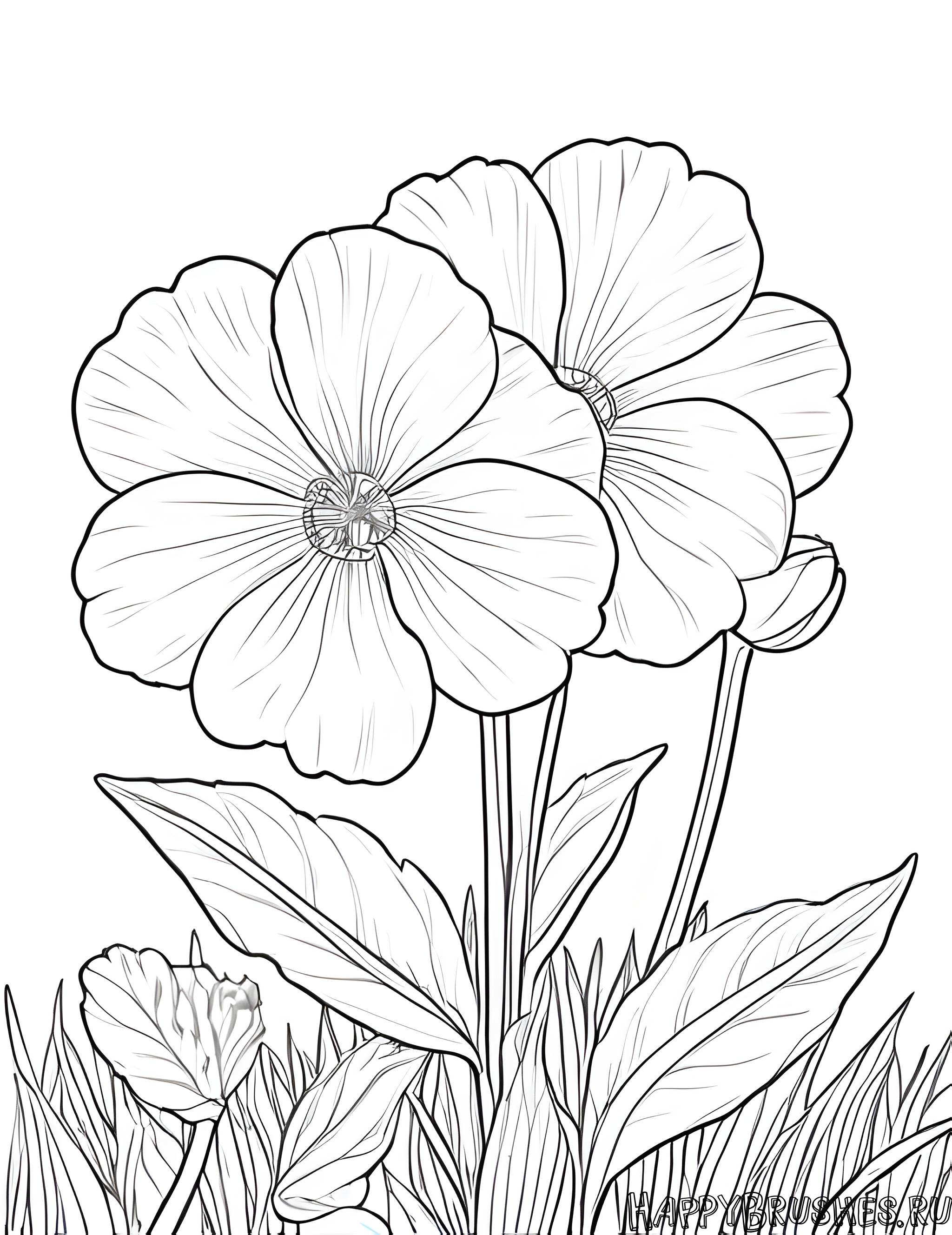 Раскраска Первоцвет 28