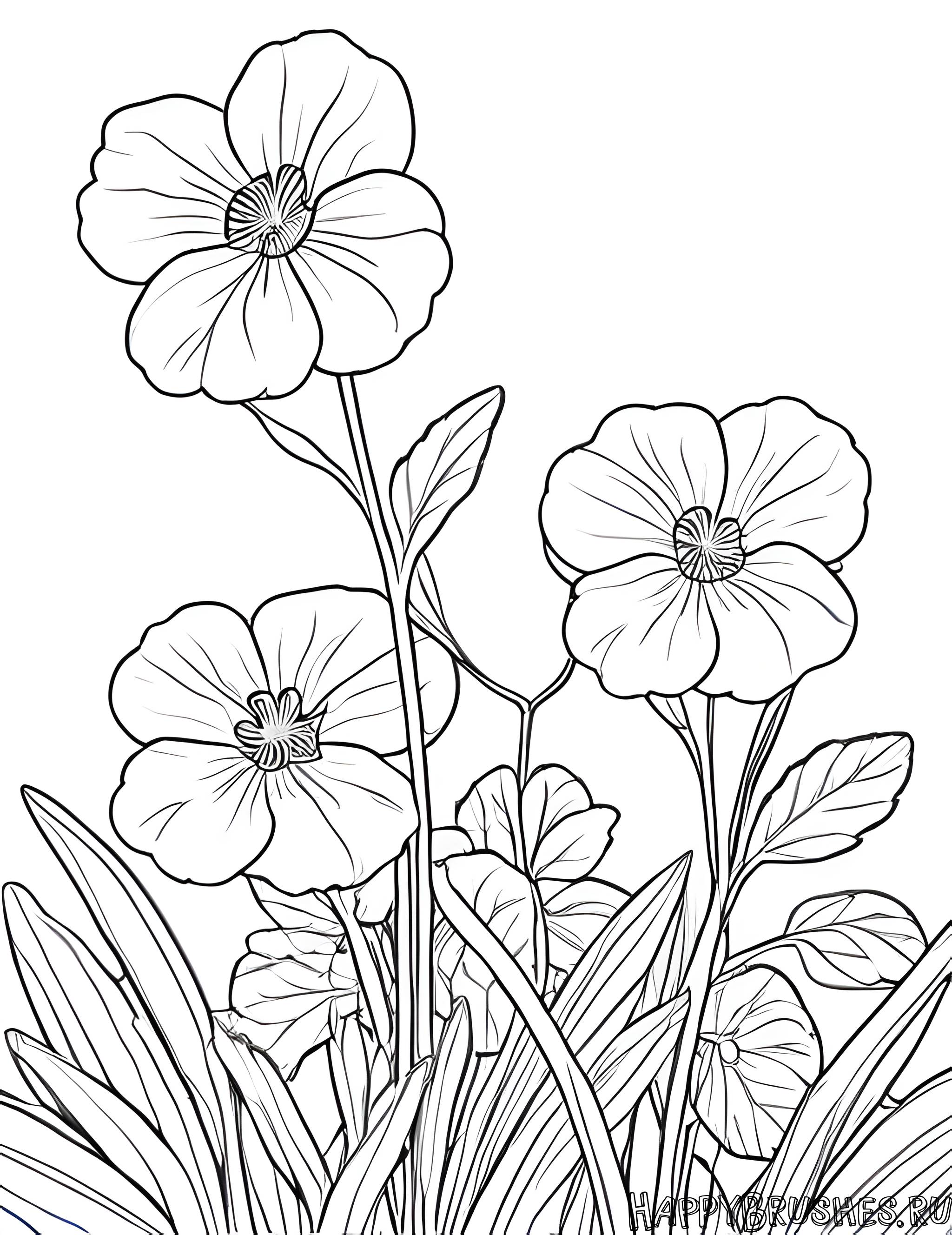 Раскраска Первоцвет 29