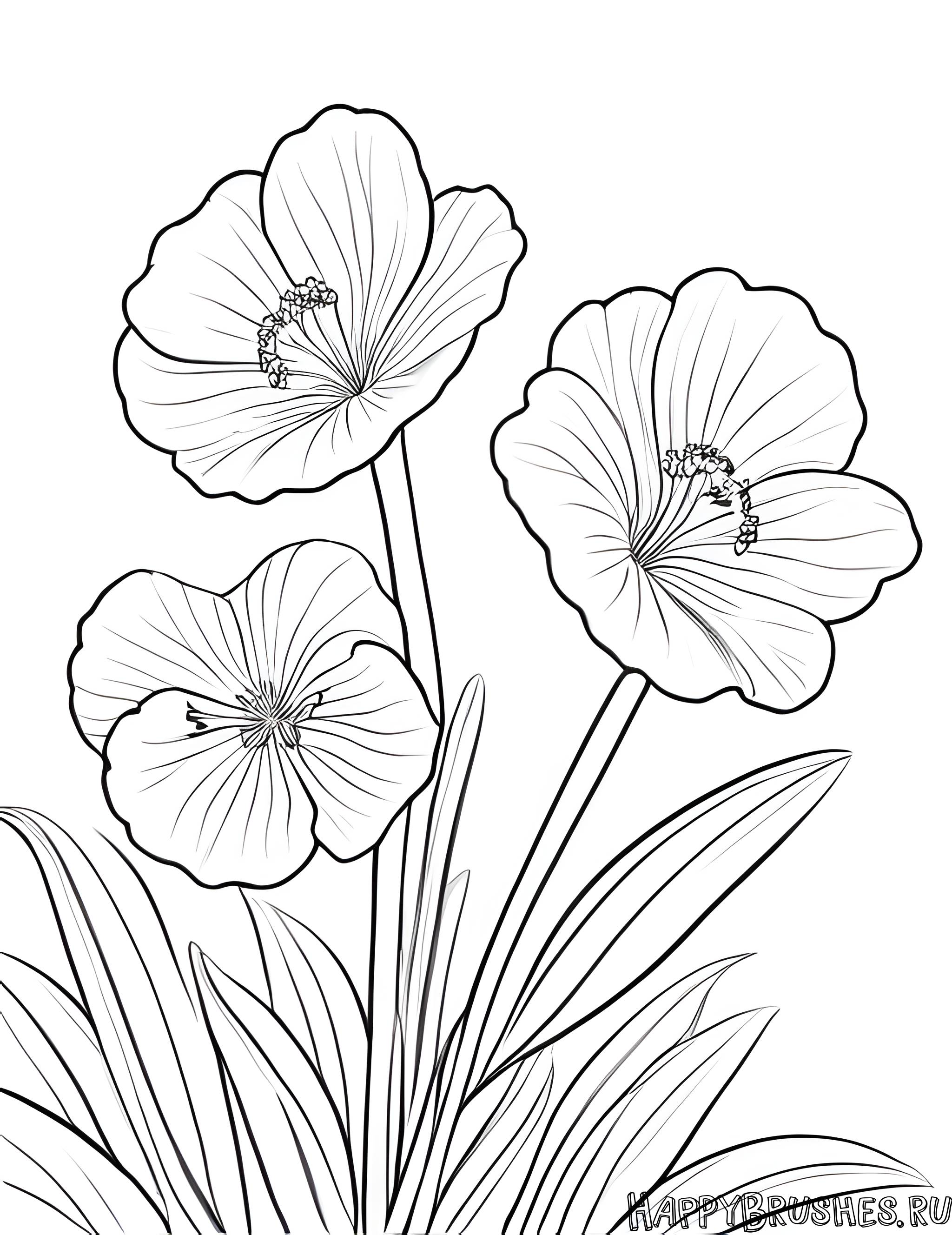 Раскраска Первоцвет 3