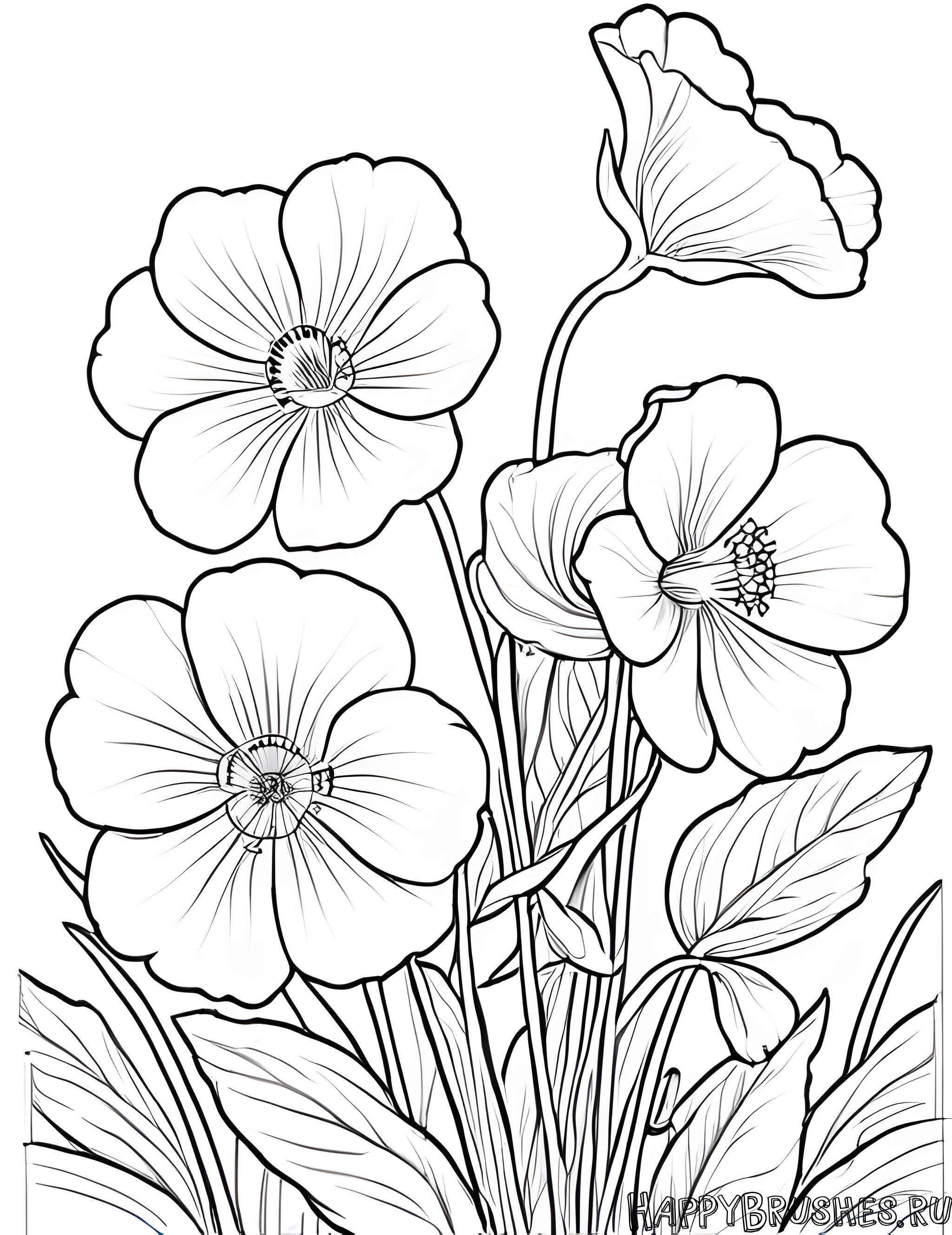 Раскраска Первоцвет 31