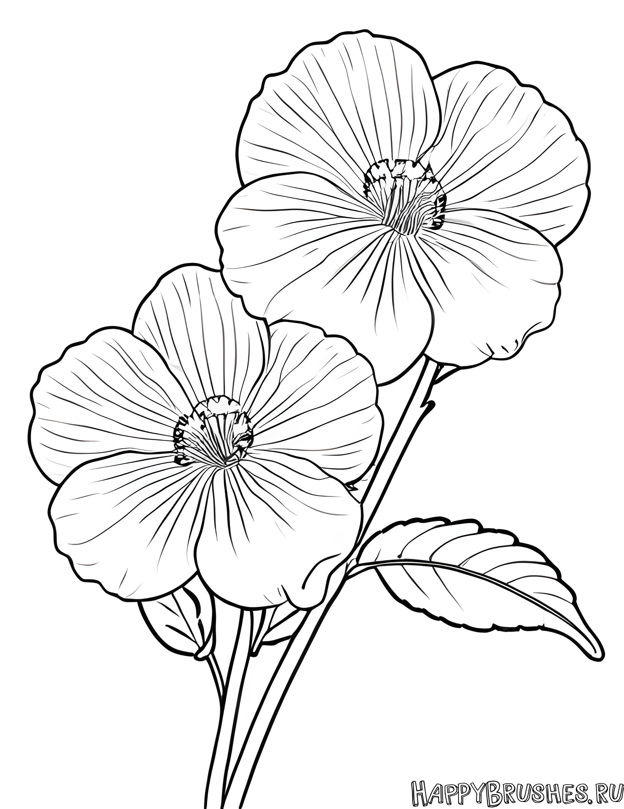 Раскраска Первоцвет 33