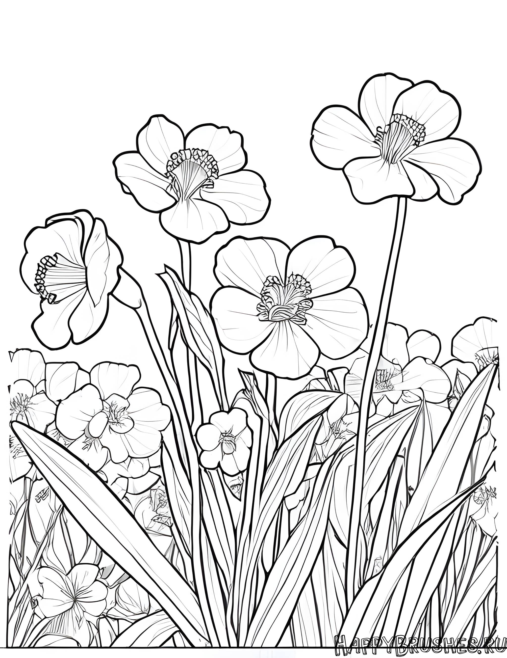 Раскраска Первоцвет 34